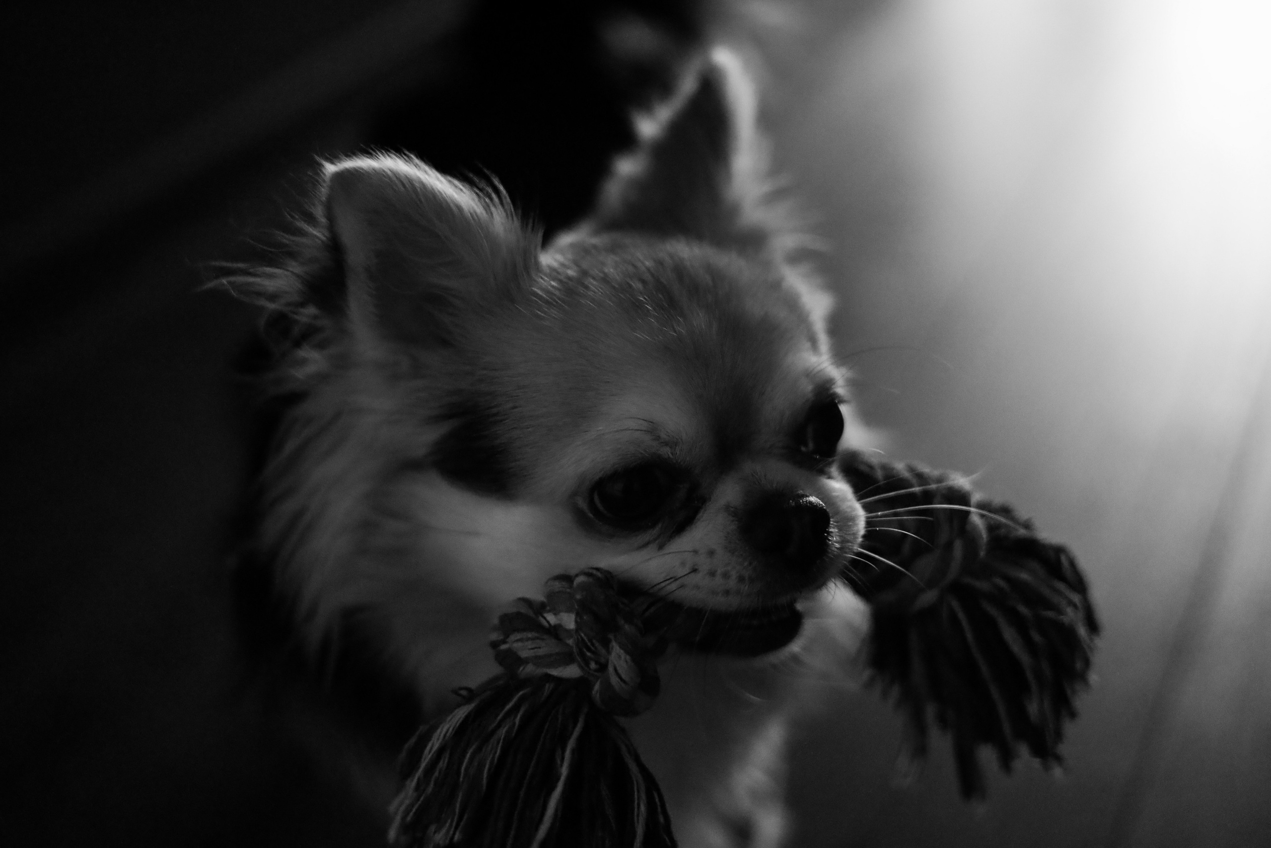 Домашняя. Фотограф Оксана Пономарева