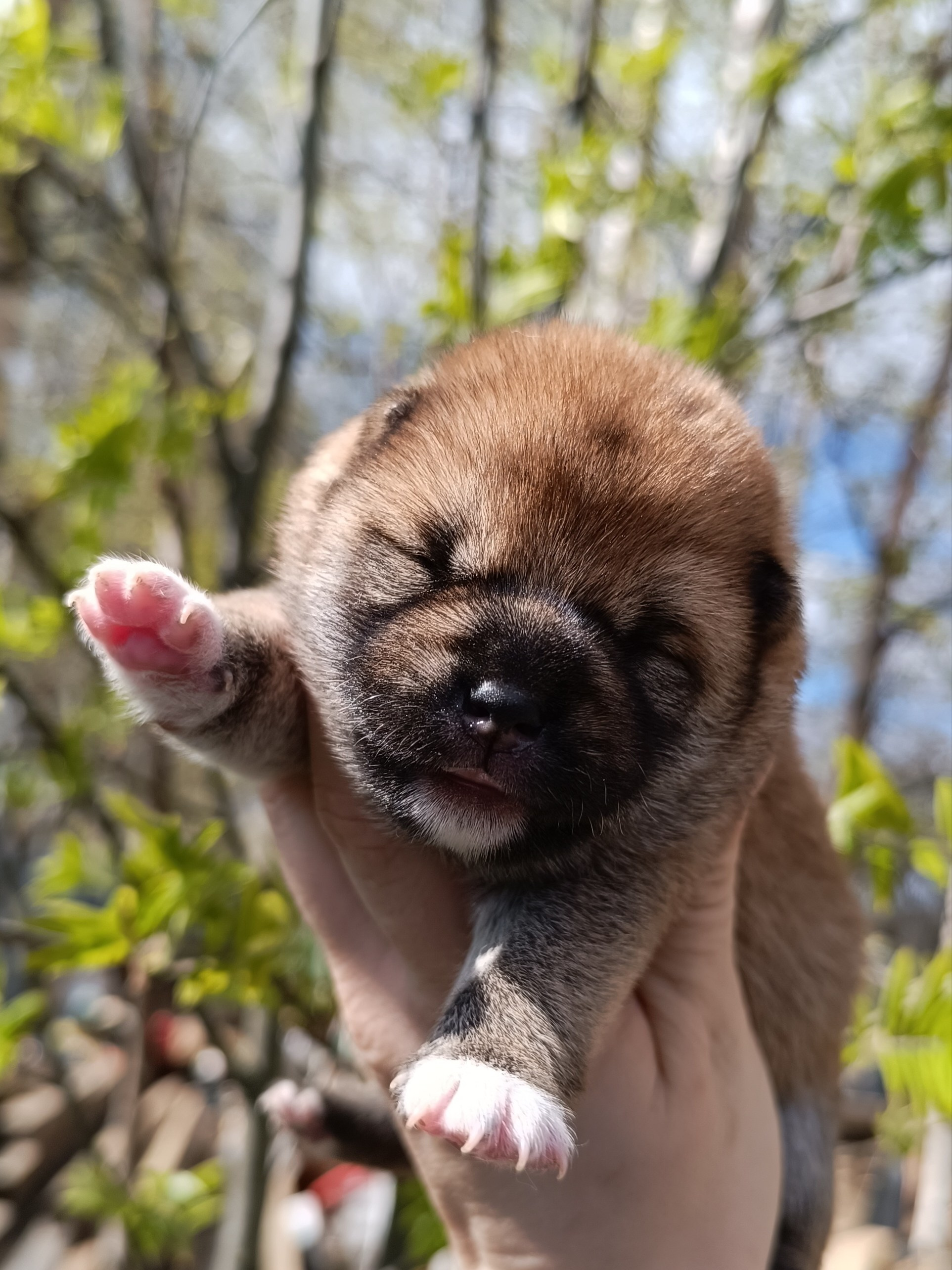 сиба питомник Рубилайт щенки на продажу rubylight  сиба щенки купить СПб Санкт-Петербург