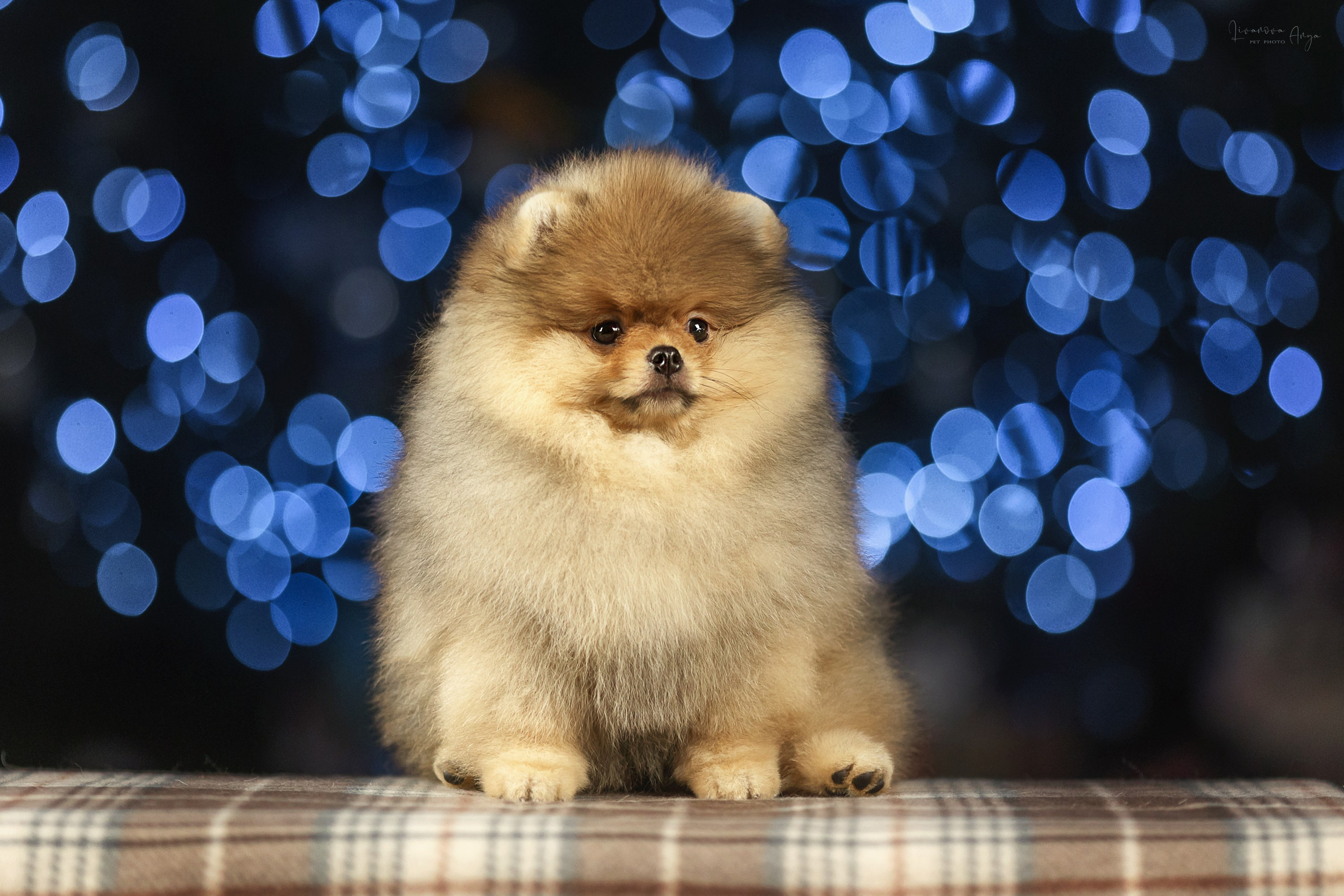 Фотодень_1 2025. Фотограф анималист Аня Ливанова | Рыбинск