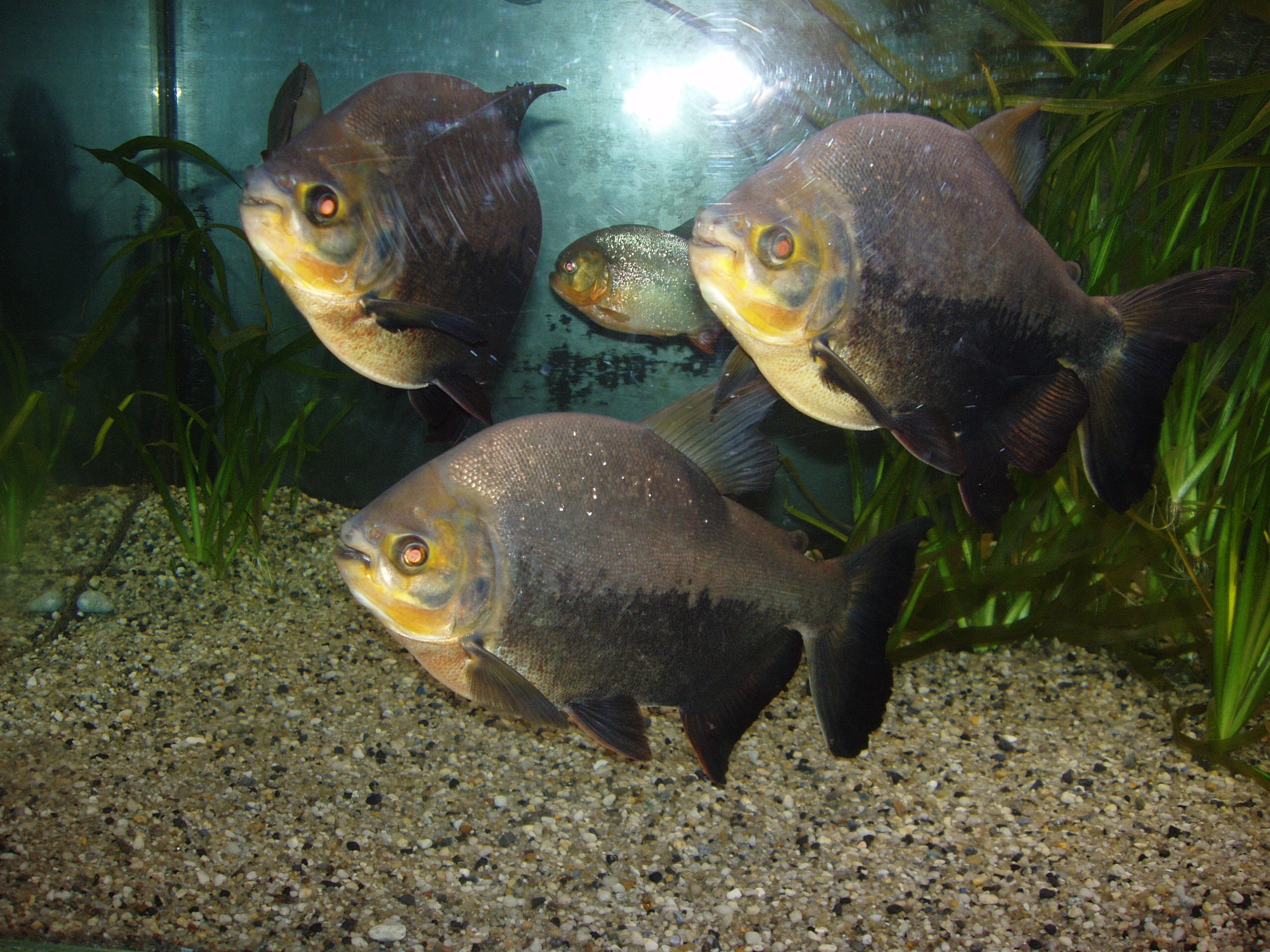 Отпуск 13.07-24.08. Семейный, Свадебный фотограф СПБ Питер— Романова Екатерина