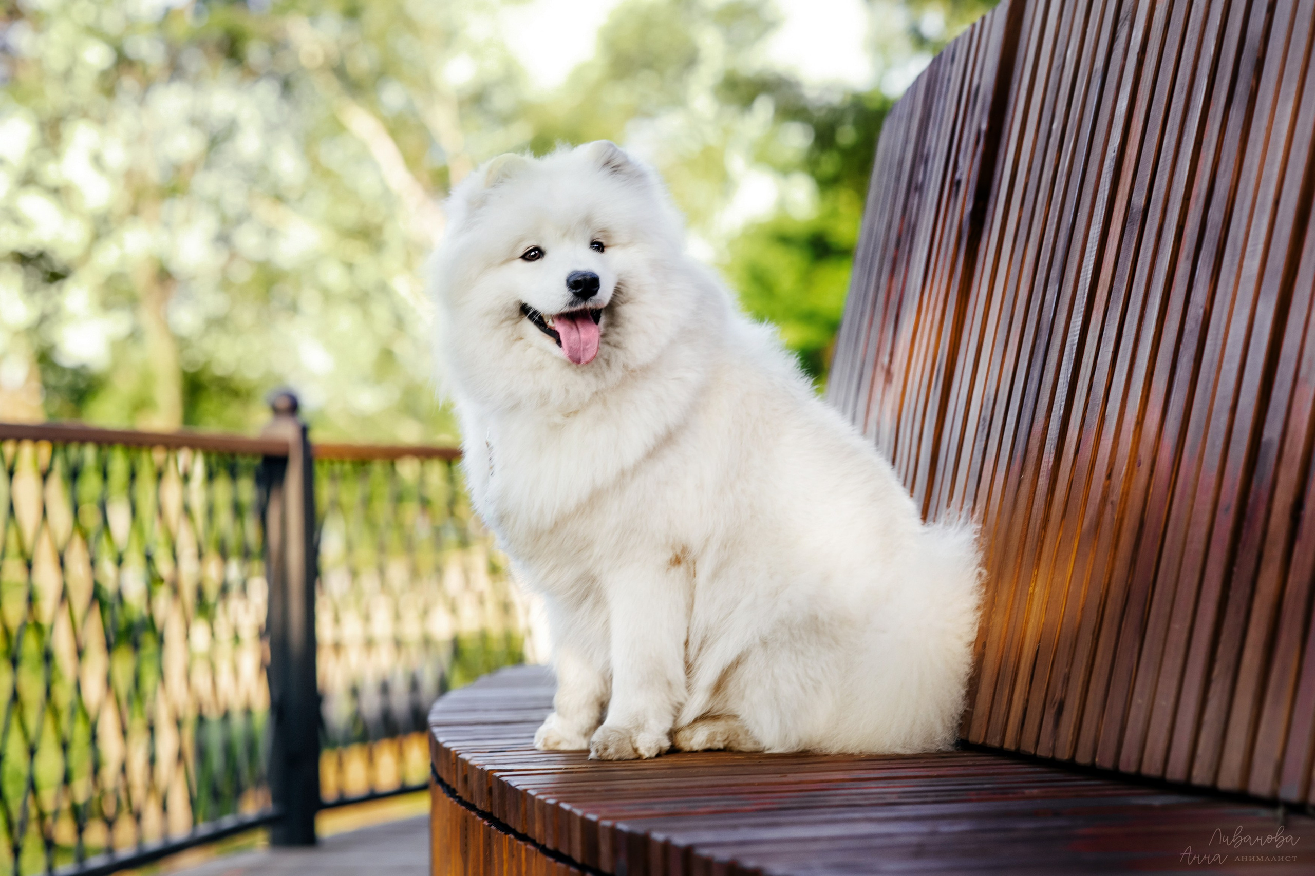 Наташа и Кимми. Фотограф анималист Аня Ливанова | Рыбинск