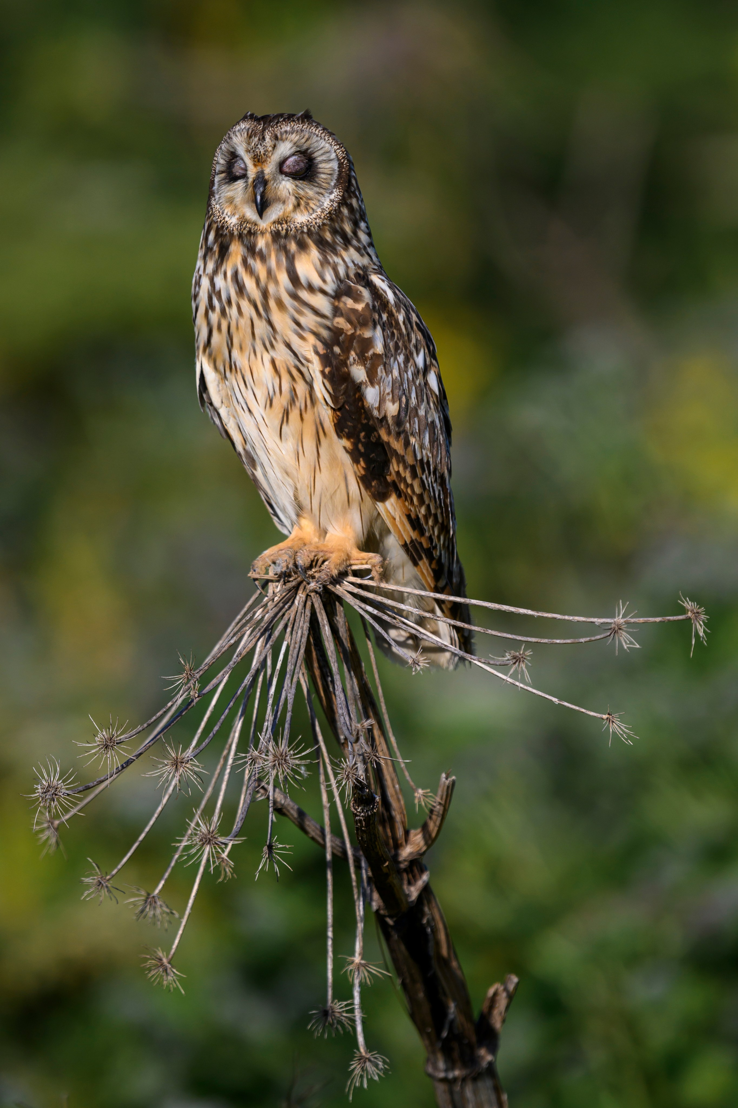 Short eared owl. Wildlife photography by Sergey Puponin