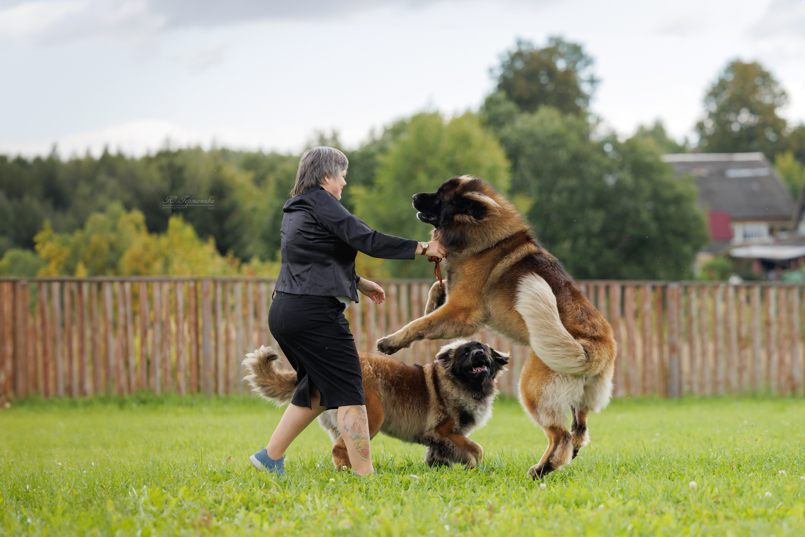 Переславль 5-7.08.2025. Фотограф-анималист Юлия Германика