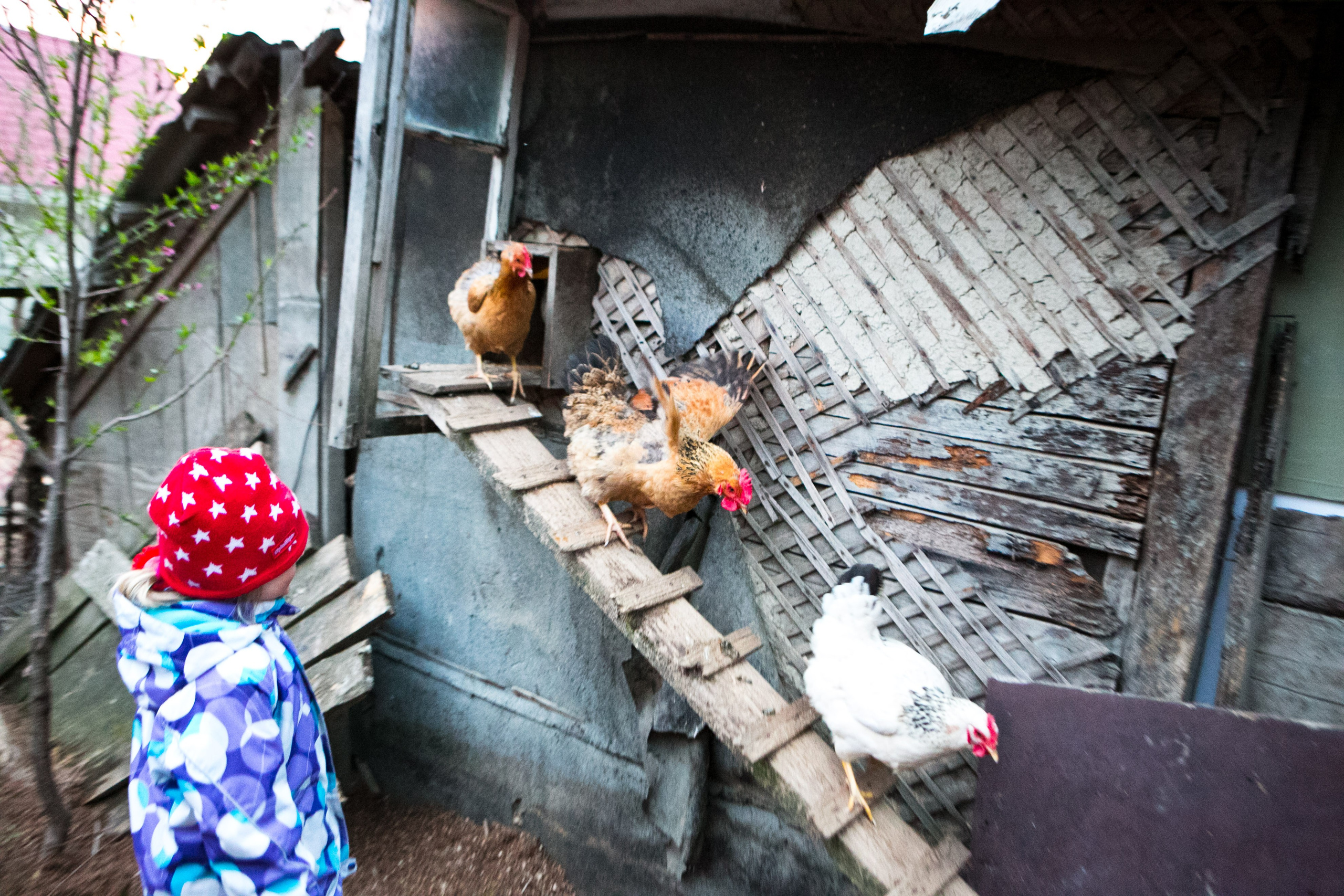 Деревенская еда «Домашние лакомста». Фотограф Красная Поляна — Сочи — Москва