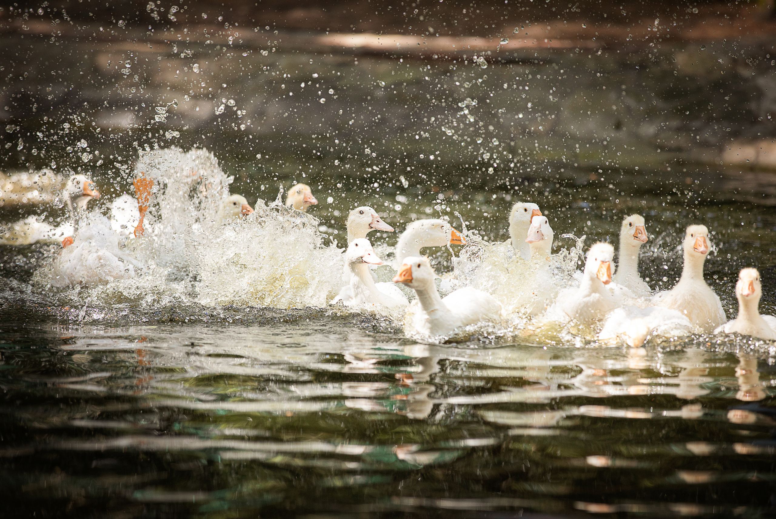 Фотосессия на даче. Детский и семейный фотограф Муксимова Ирина