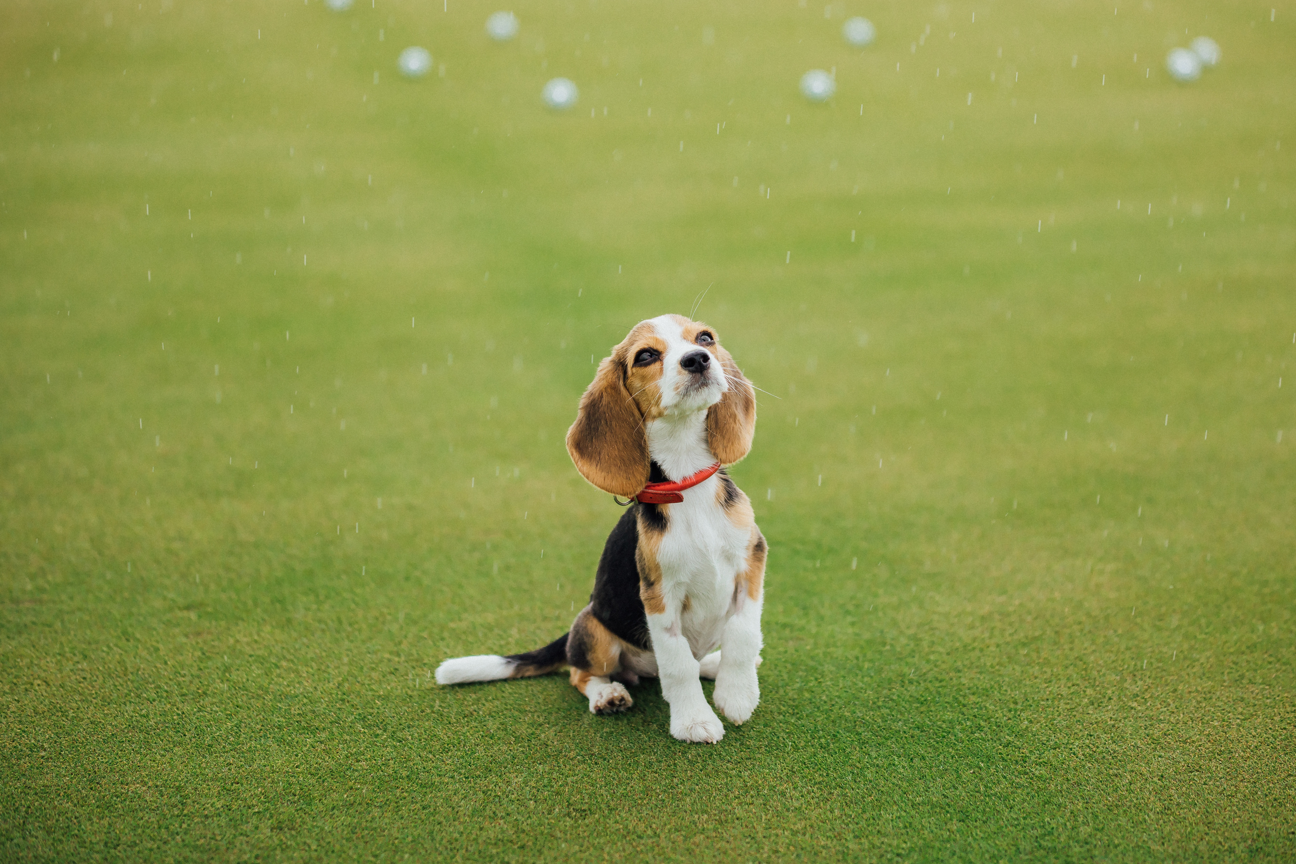 Фотосъемка гольф-турнира. Детский и семейный фотограф Муксимова Ирина