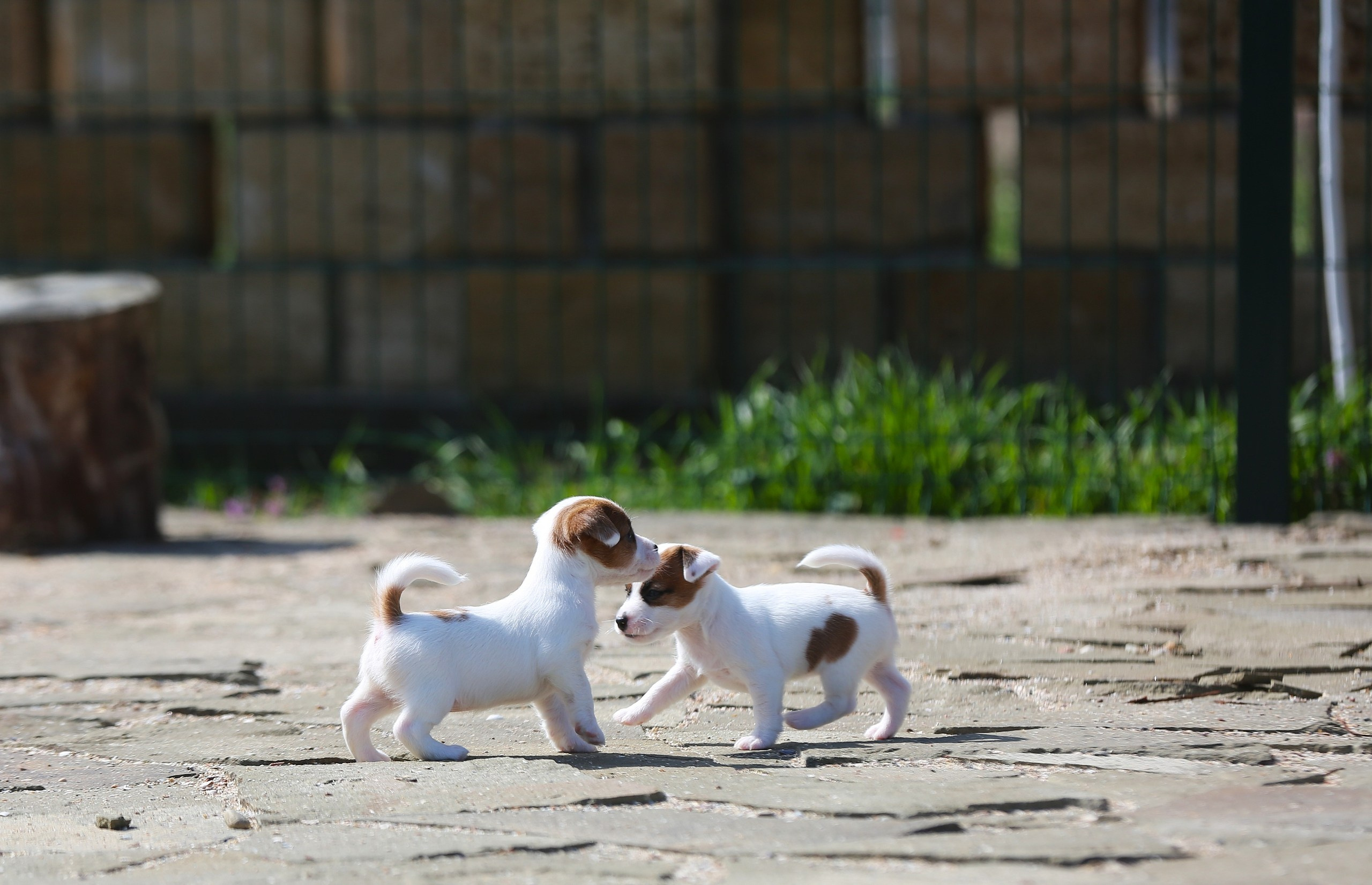 Общий альбом. Lovely-Orange питомник джек рассел терьеров