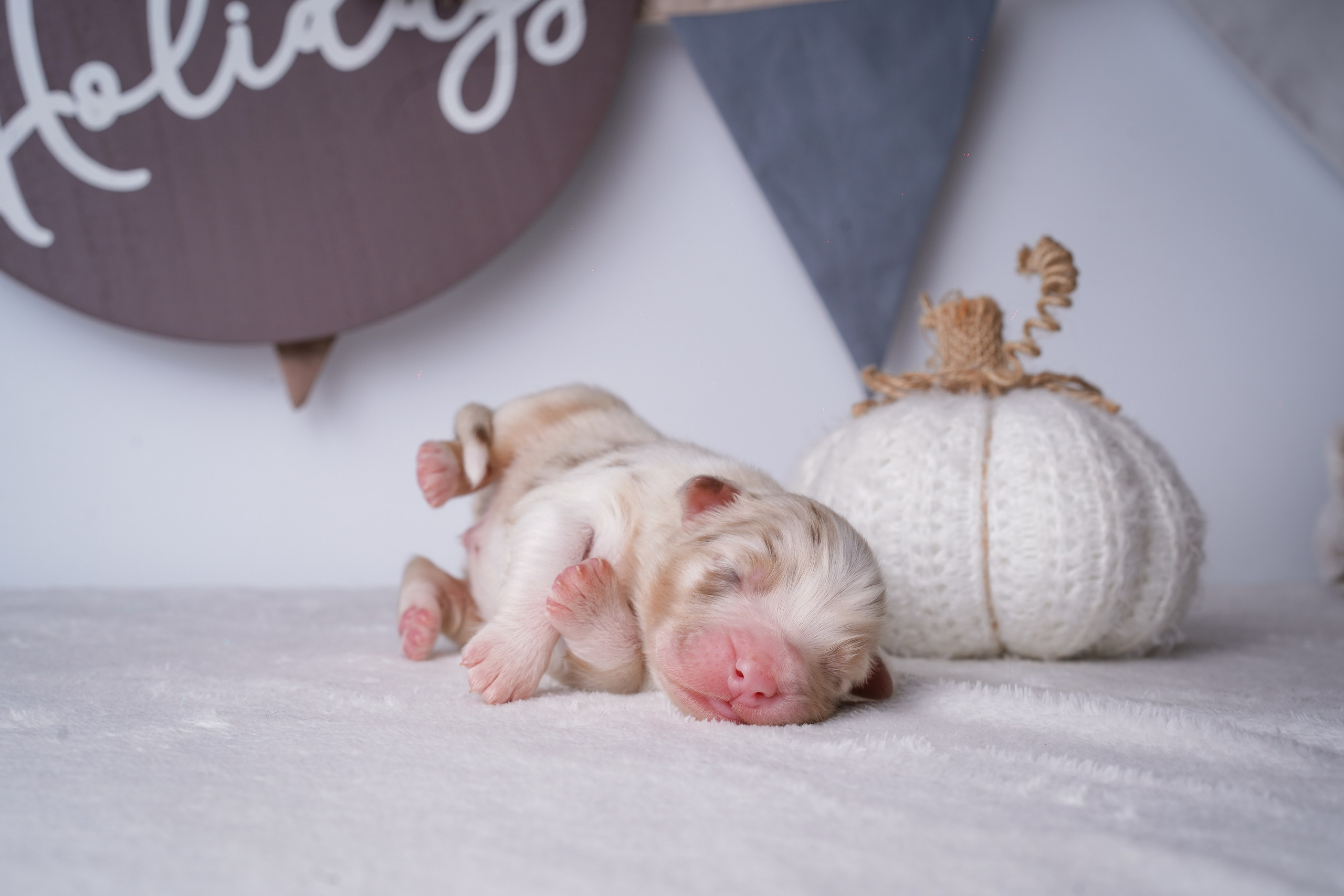 Щенули аусси. Фотограф-анималист в Санкт-Петербурге Яна Мартынова