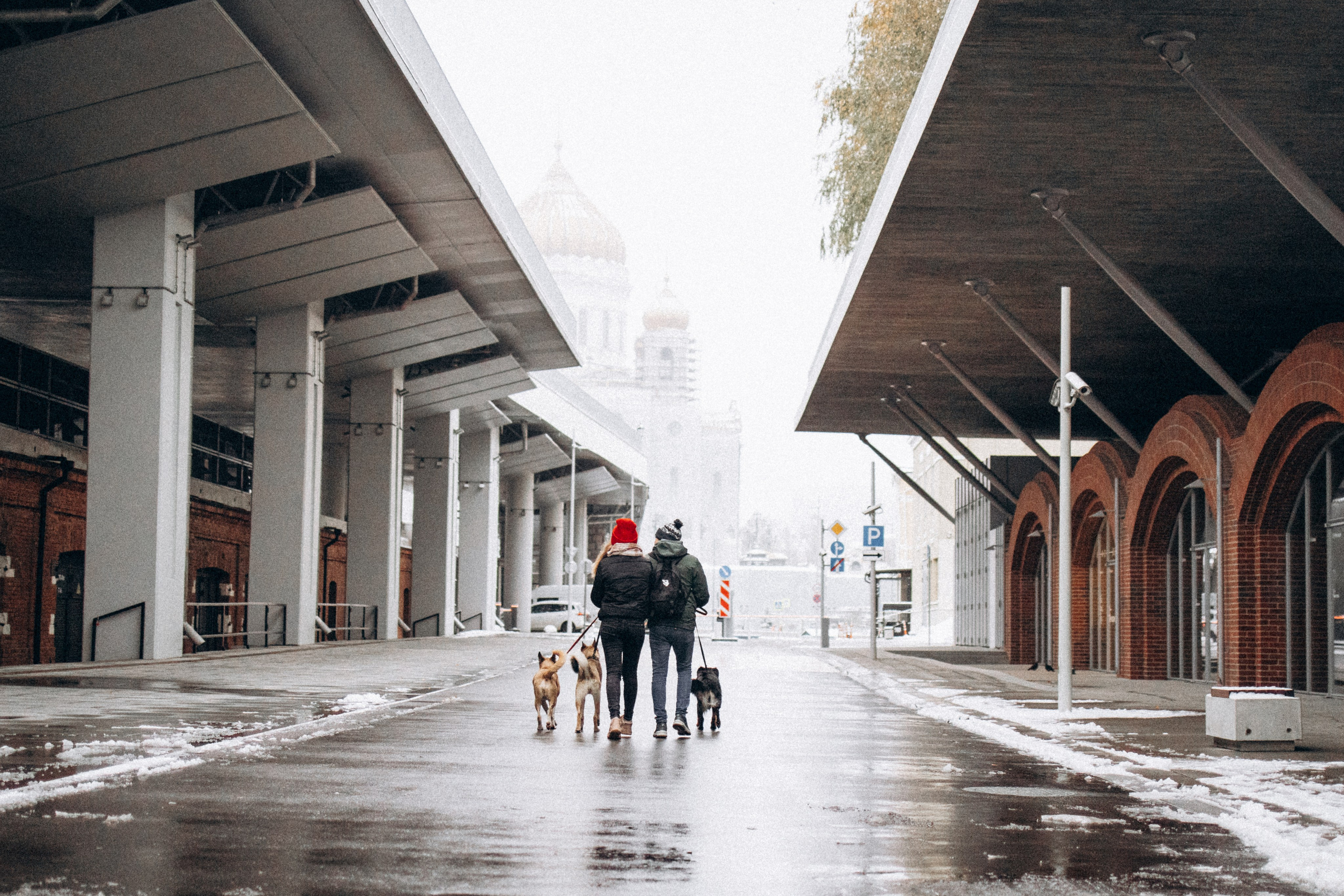 Саша, Ксюша и их банда. Фотораф — анималист Мария Шистка