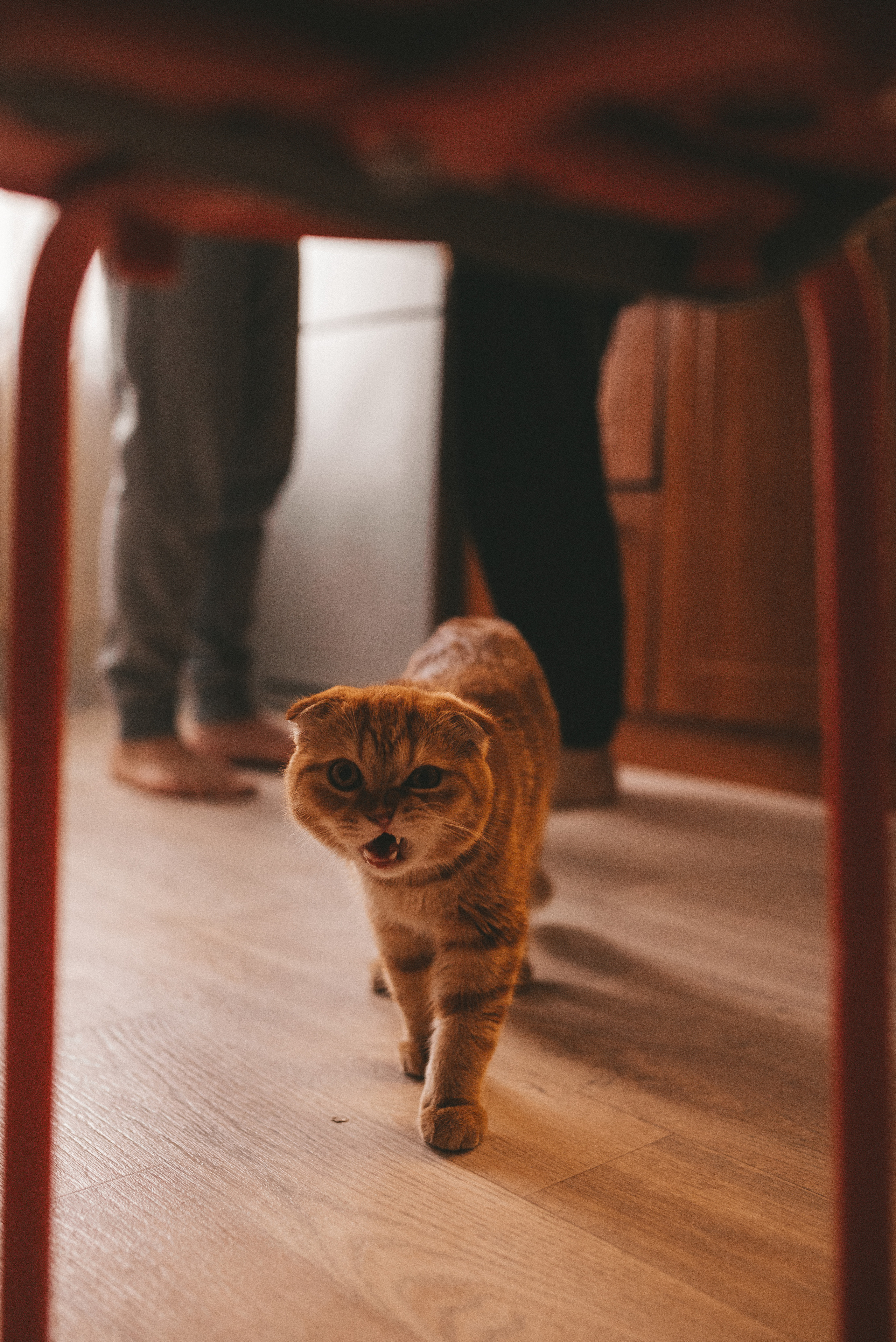 Захар и Лариса (домашняя история). Семейный, свадебный фотограф в Чите Екатерина Мельникова