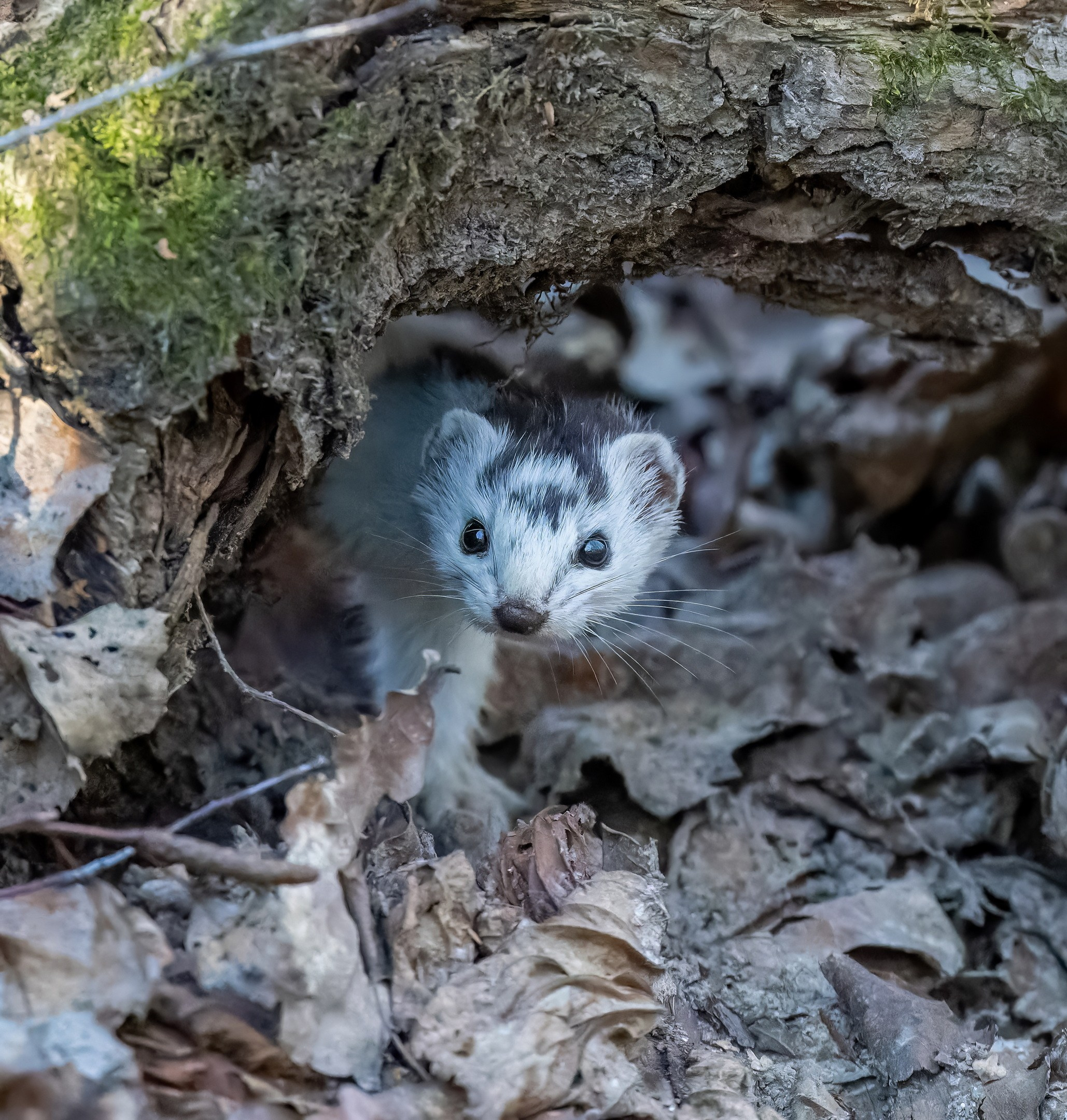 Анималистика. Константин Дем | Фотограф