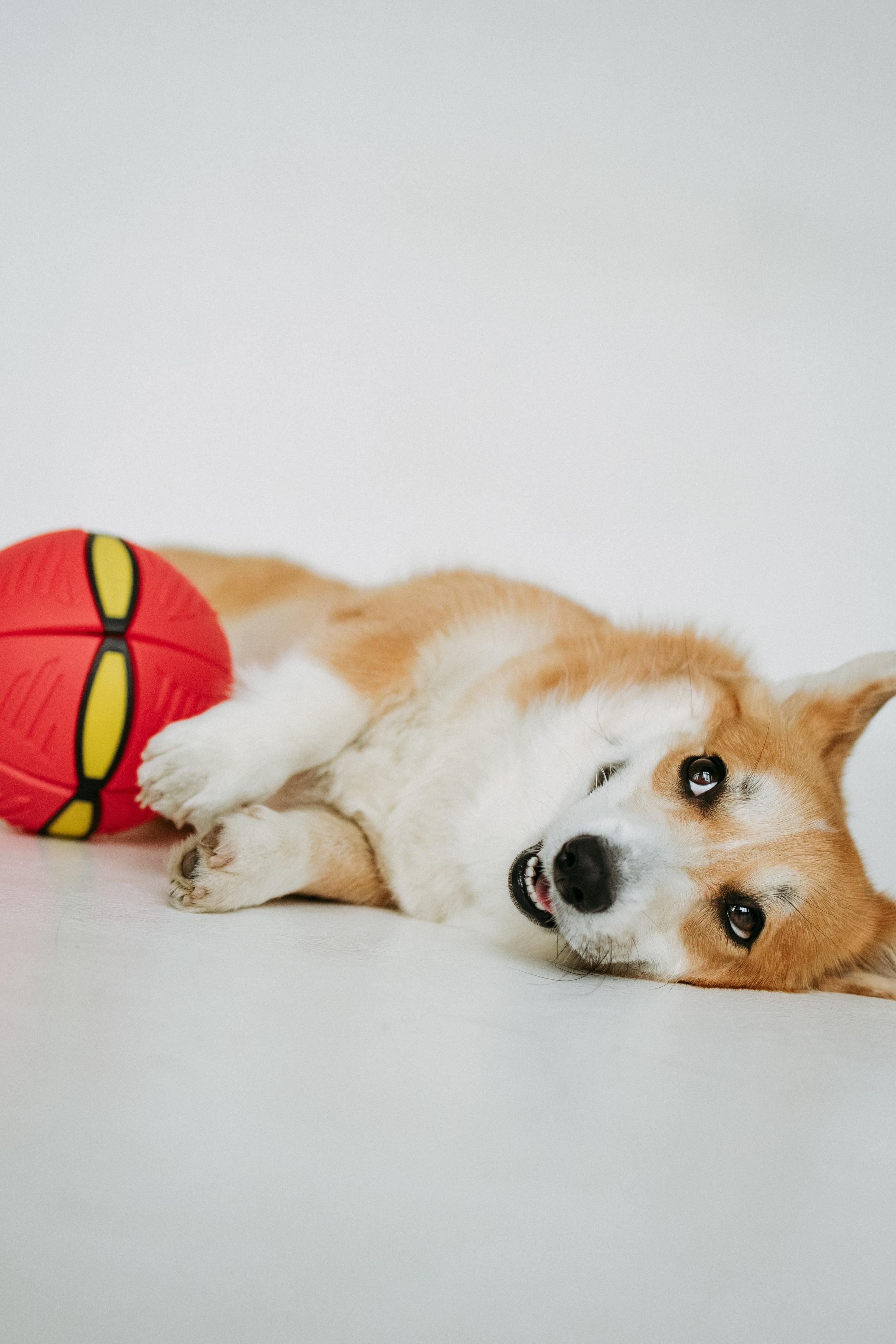 Мячи-попрыгуны. Фотораф — анималист Мария Шистка