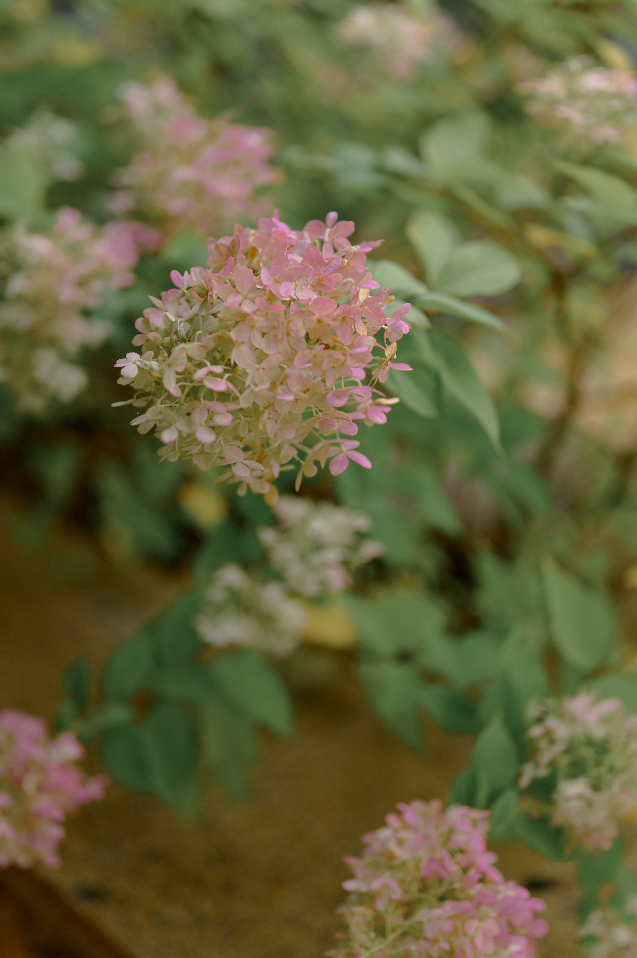 Свадебная Фотосессия. Александр и Виктория. Свадебный фотограф в Белгороде Косилов Денис