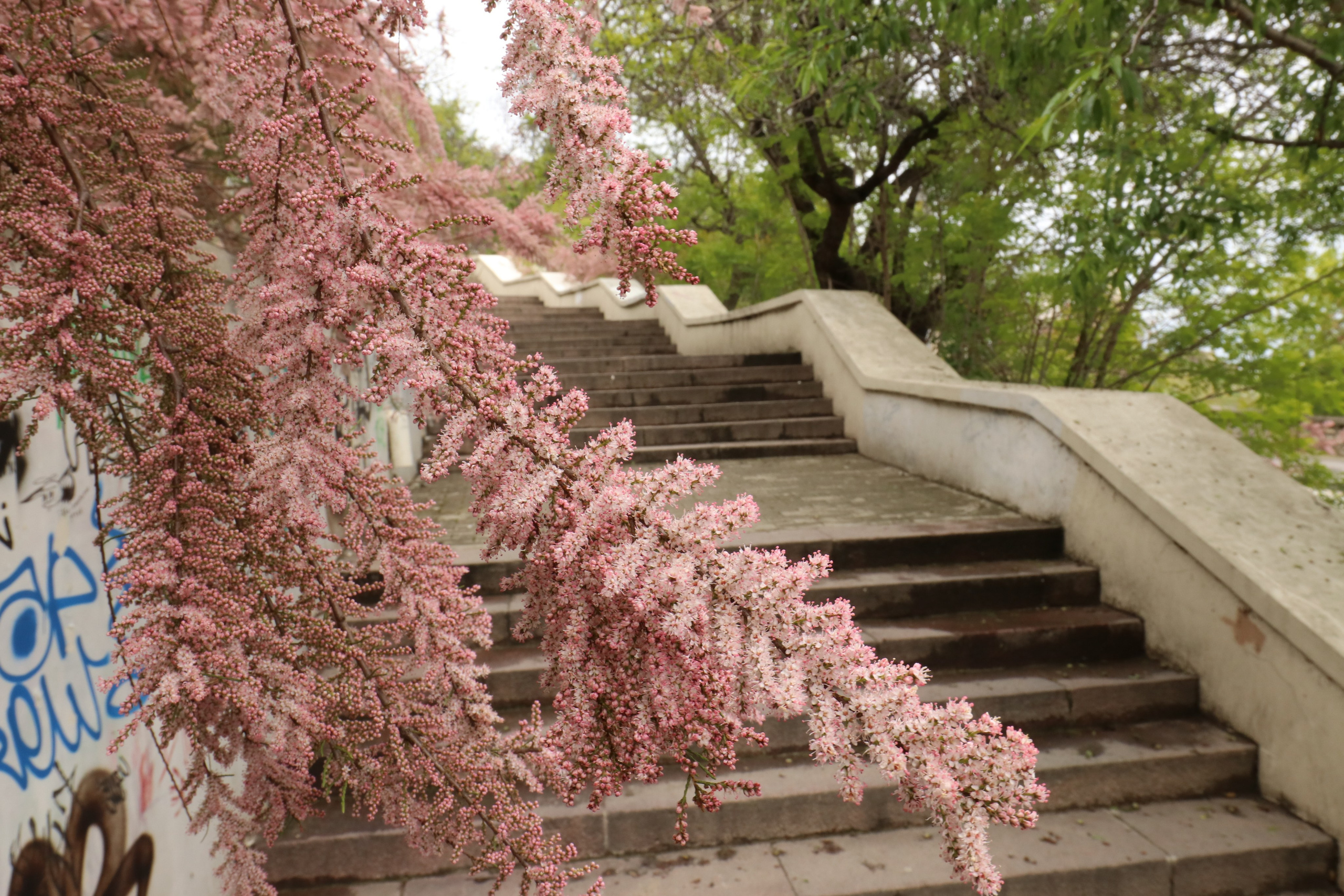 Крым. ЮБК (Севастополь, Кастрополь, Ялта). Май 2023. Путешественник-фотограф из Санкт-Петербурга Татьяна Свистулина