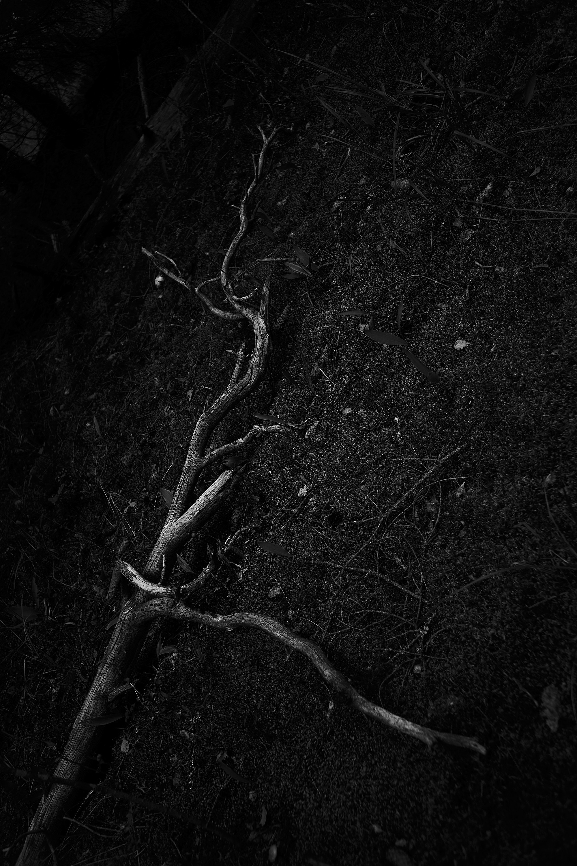 Формы Дерева 22г -…. Фотограф и оператор мероприятий, концертов и портретов в городе Москва