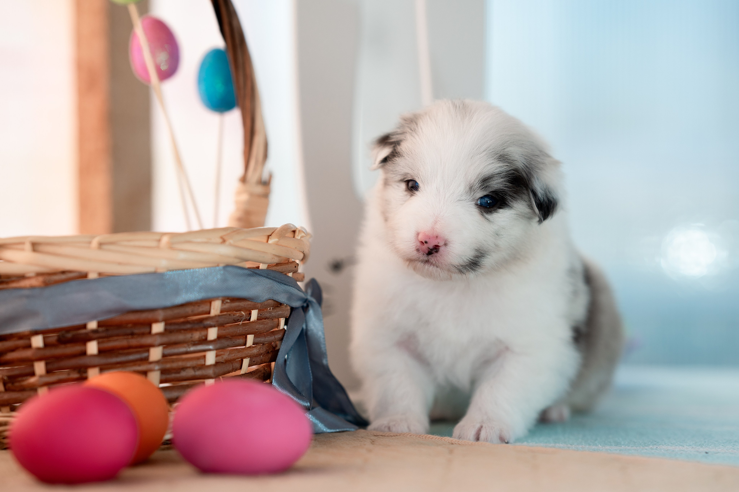 Заводчик Влада Эльман. Творческий фотограф Вологда