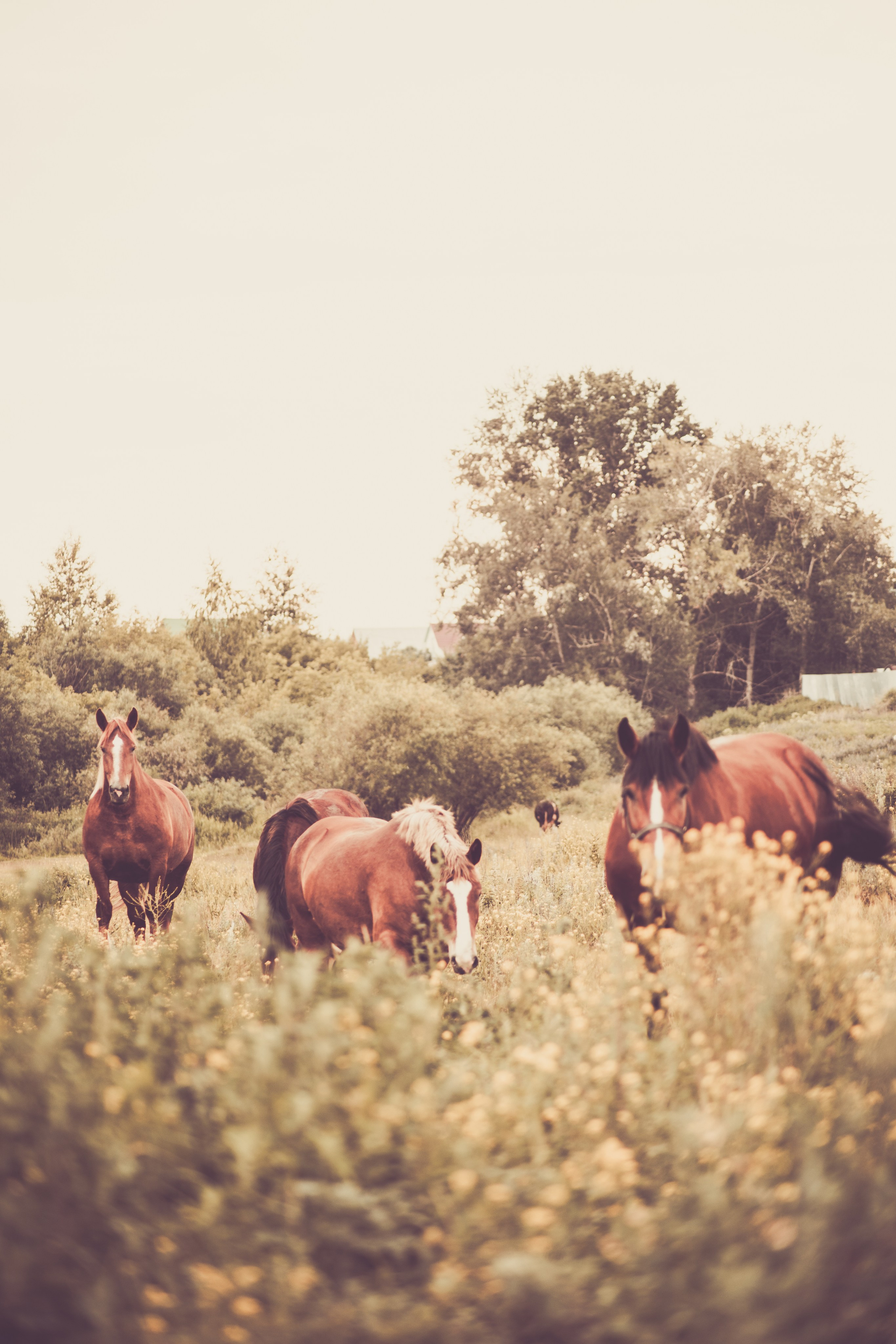 Warm Light of a Quiet Life. Whoii art