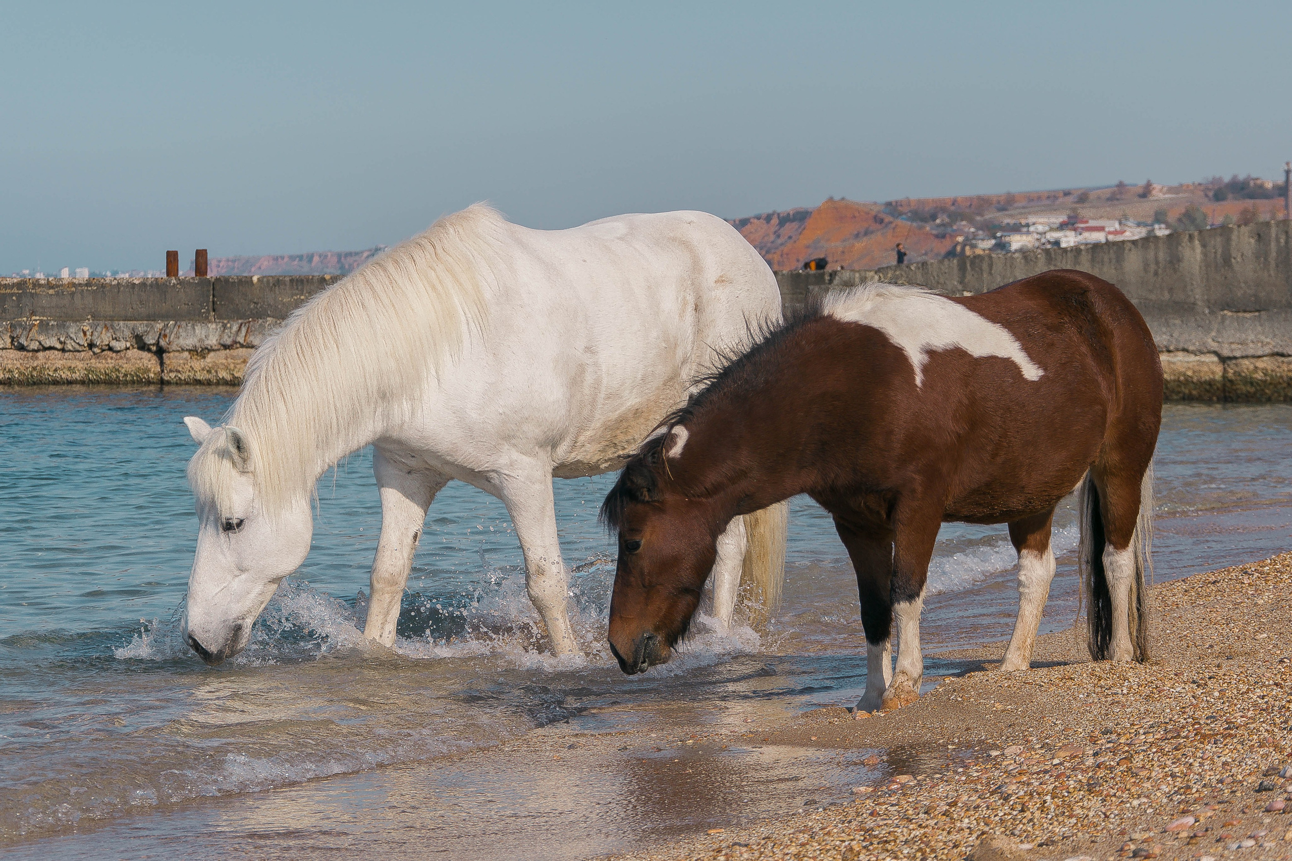 Миф и Фунтик. Фотограф в Севастополе