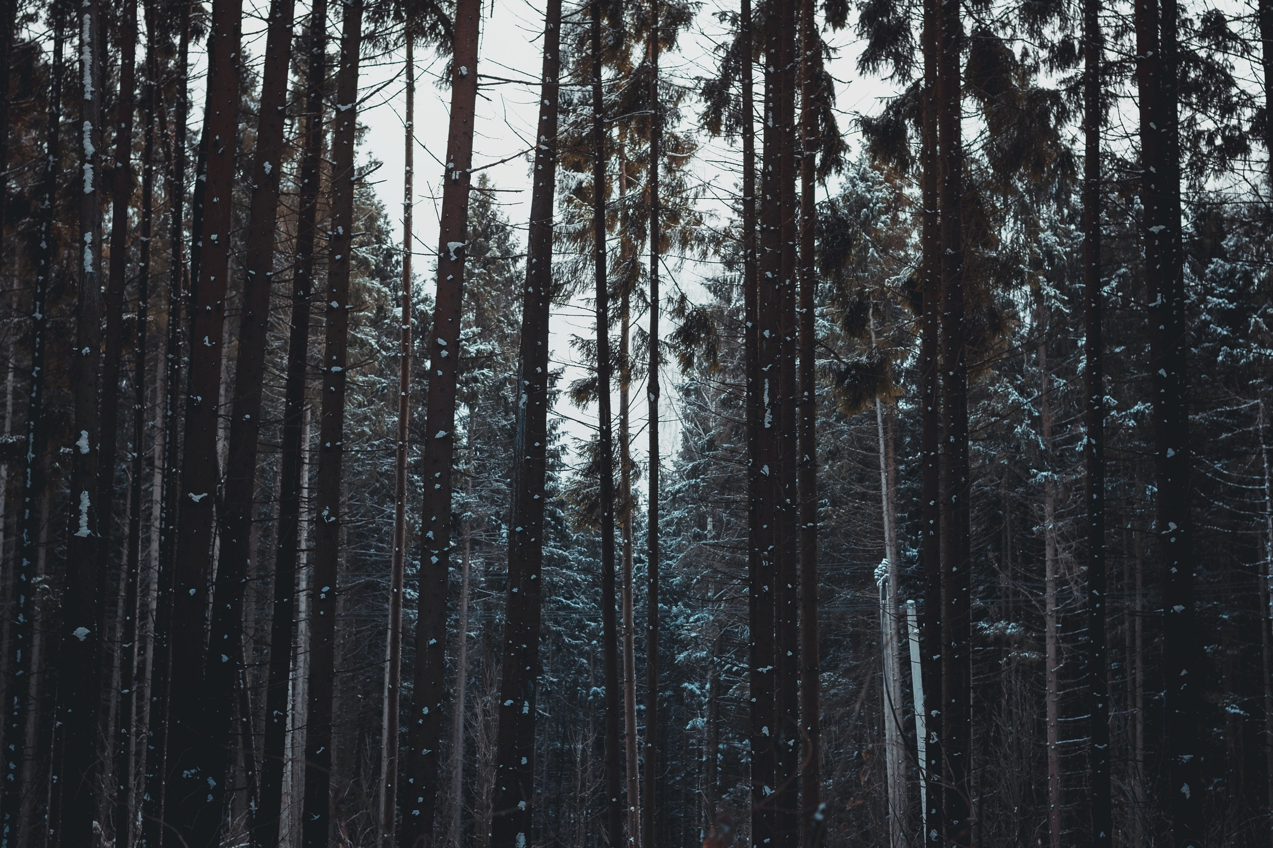 Январь. Komonev