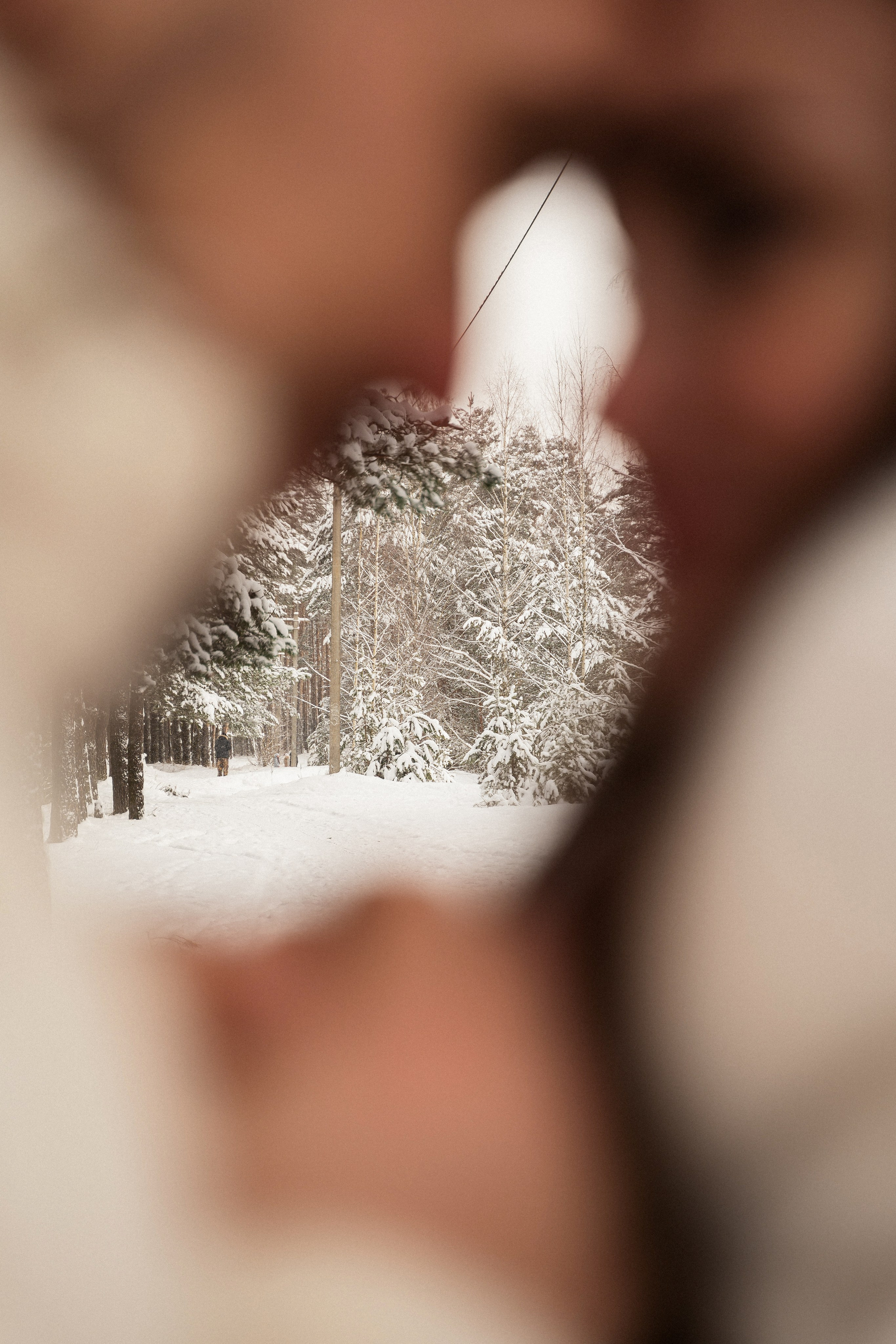 Зимний лес. Фотограф Алина Филимонова Тверь