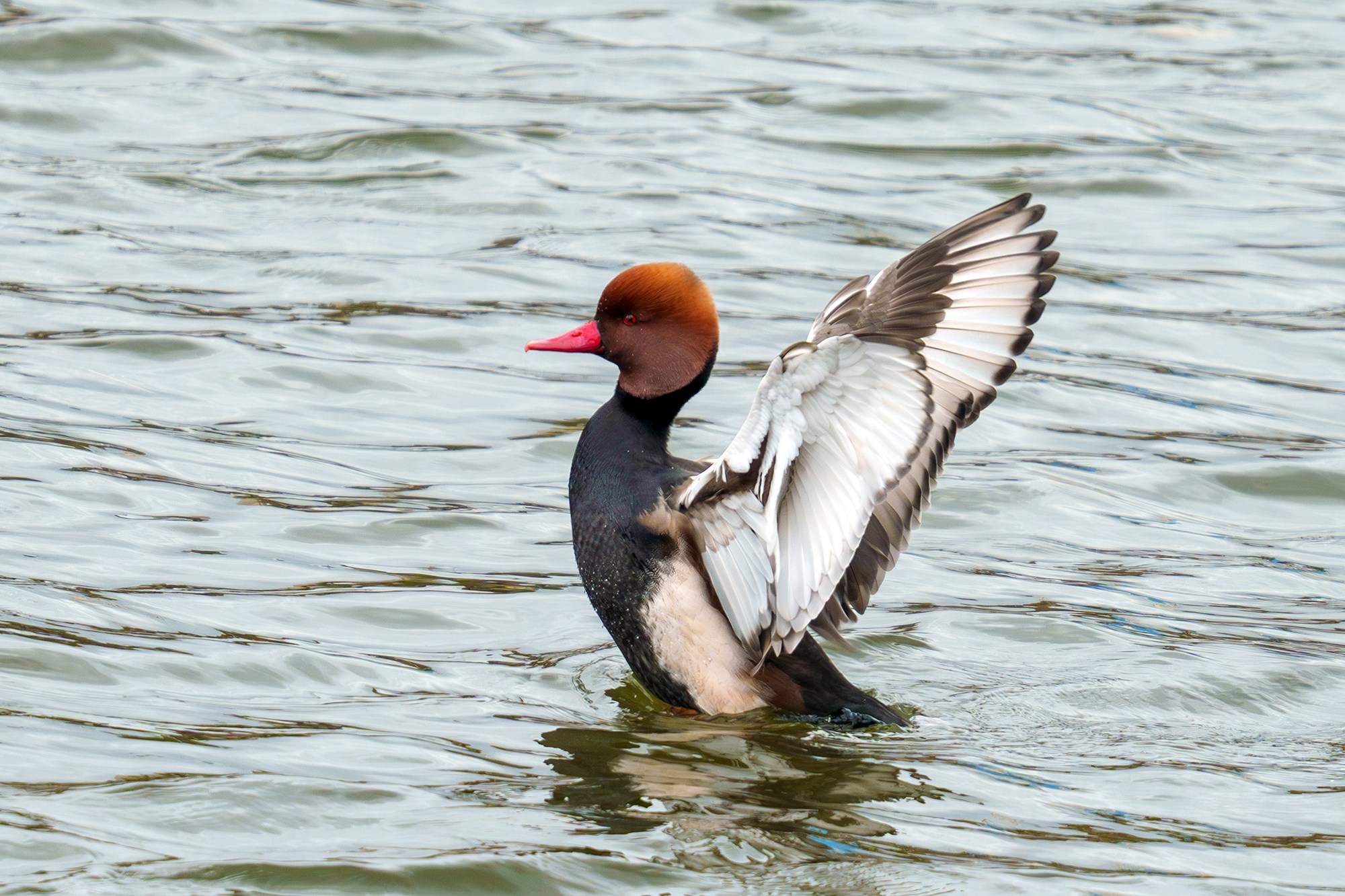 Удивительные мир птиц. Вокруг нас столько прекрасного — присмотритесь!. Ваш личный фотограф Марина Волкова