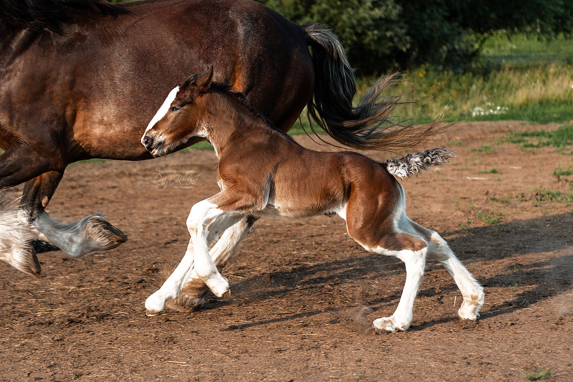 Рапунцель и Квини. Конный фотограф Куракина Дарья • Фотосессии с лошадьми