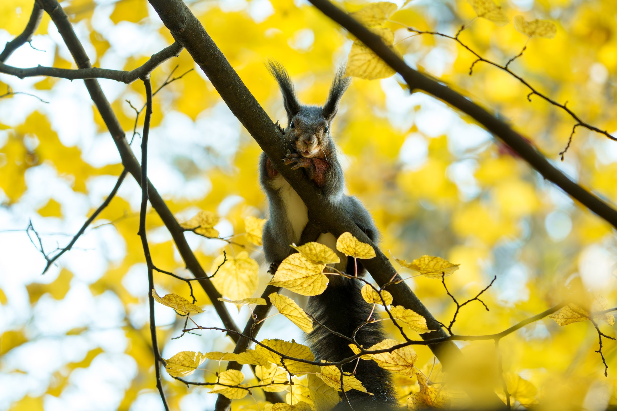 Животные. Ваш личный фотограф Марина Волкова