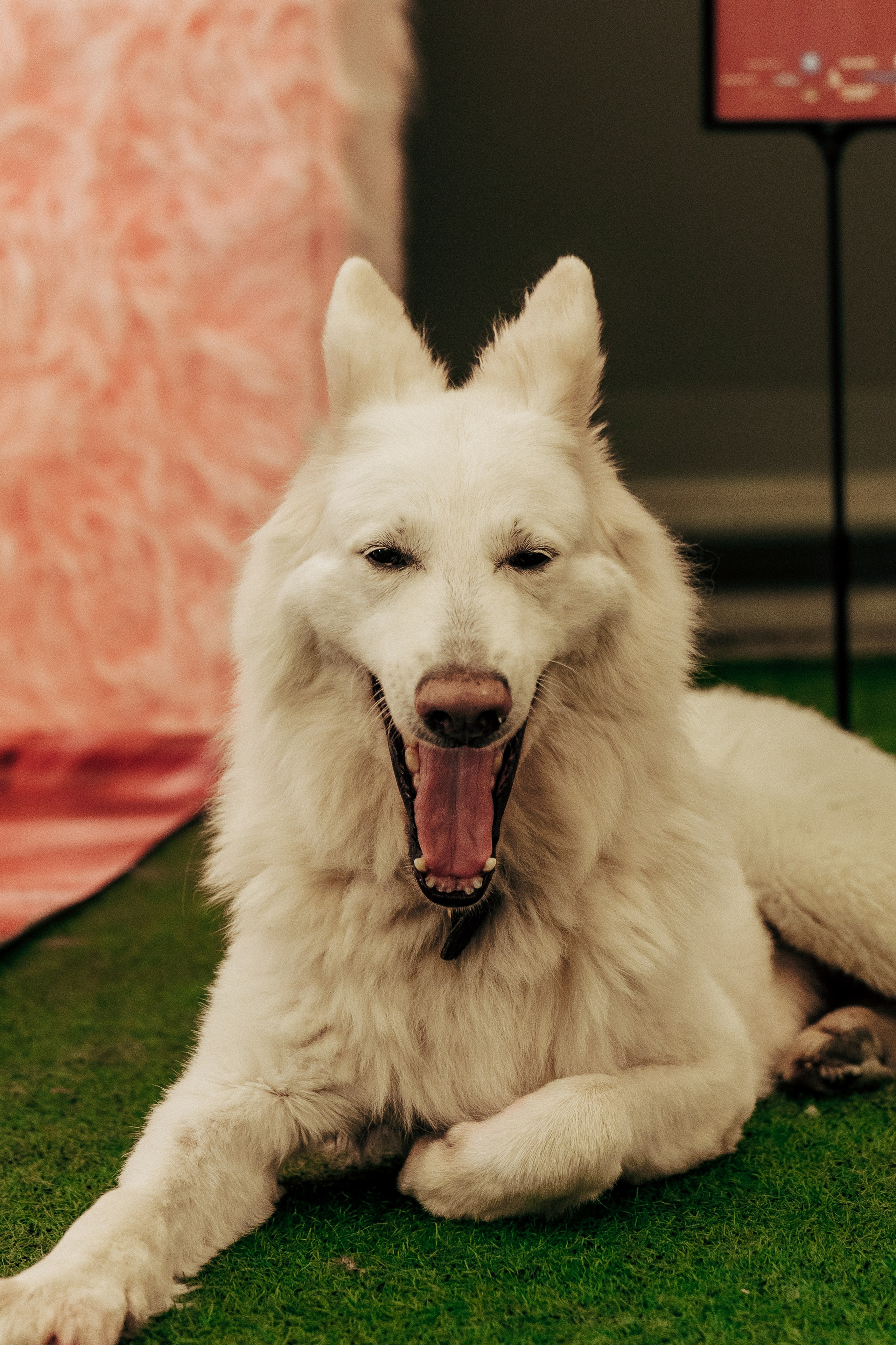 Репортажная фотосессия «День питомца-донора». Профессиональный фотограф в Санкт-Петербурге Александр Волосенцев