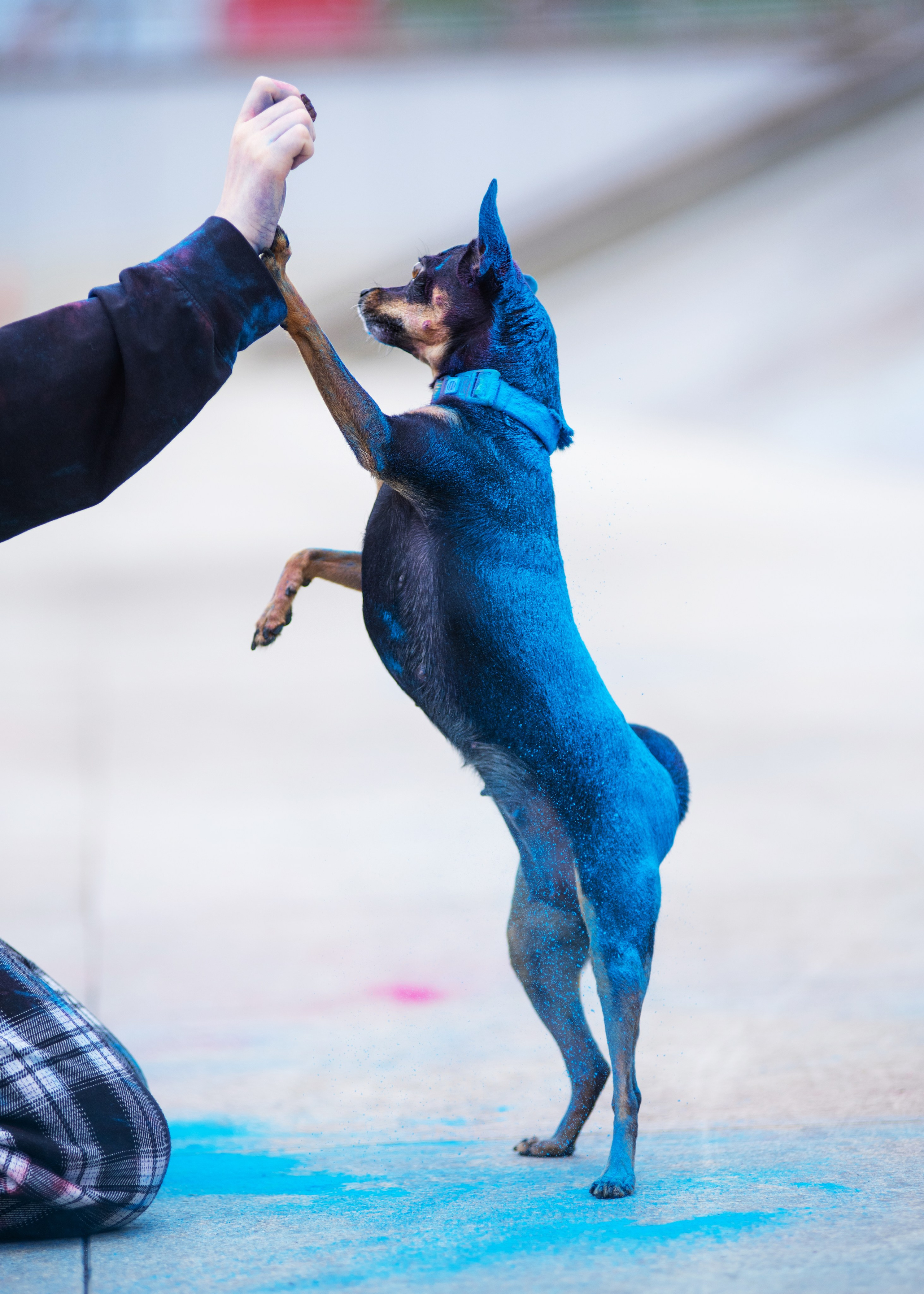 Мотя и краски холли. Дог-фотограф в Тюмени Александра Королева