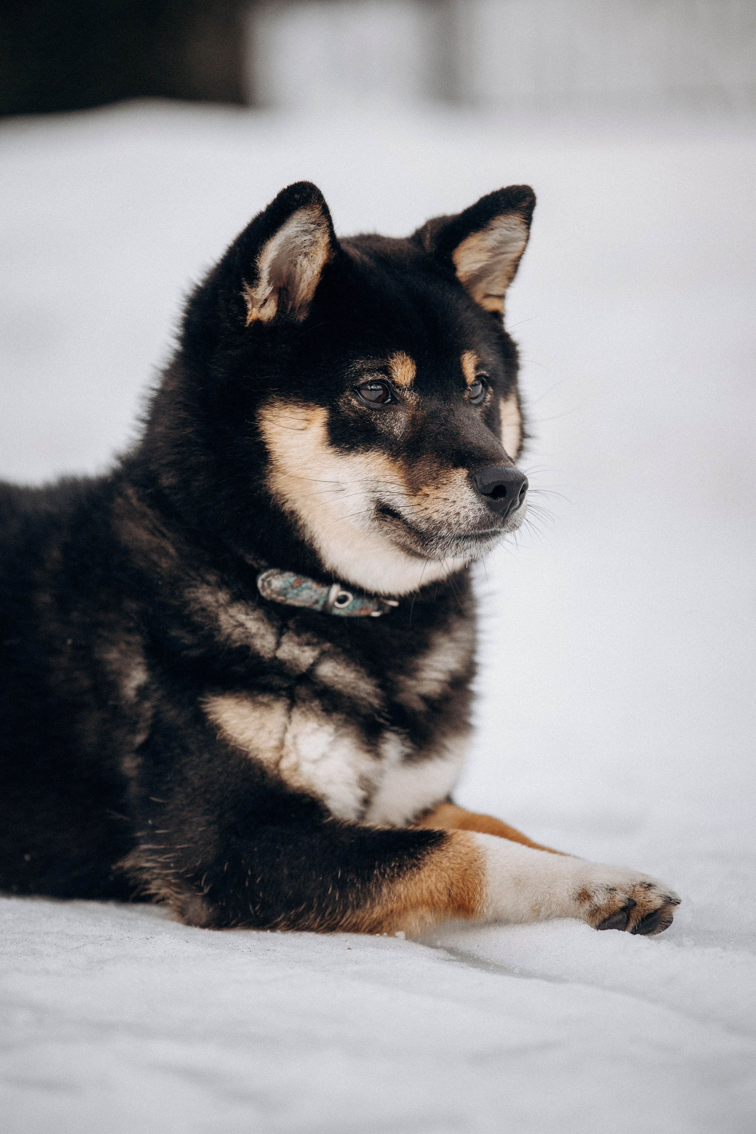 Дарья и Мики. Фотограф — Анималист | Санкт-Петербург