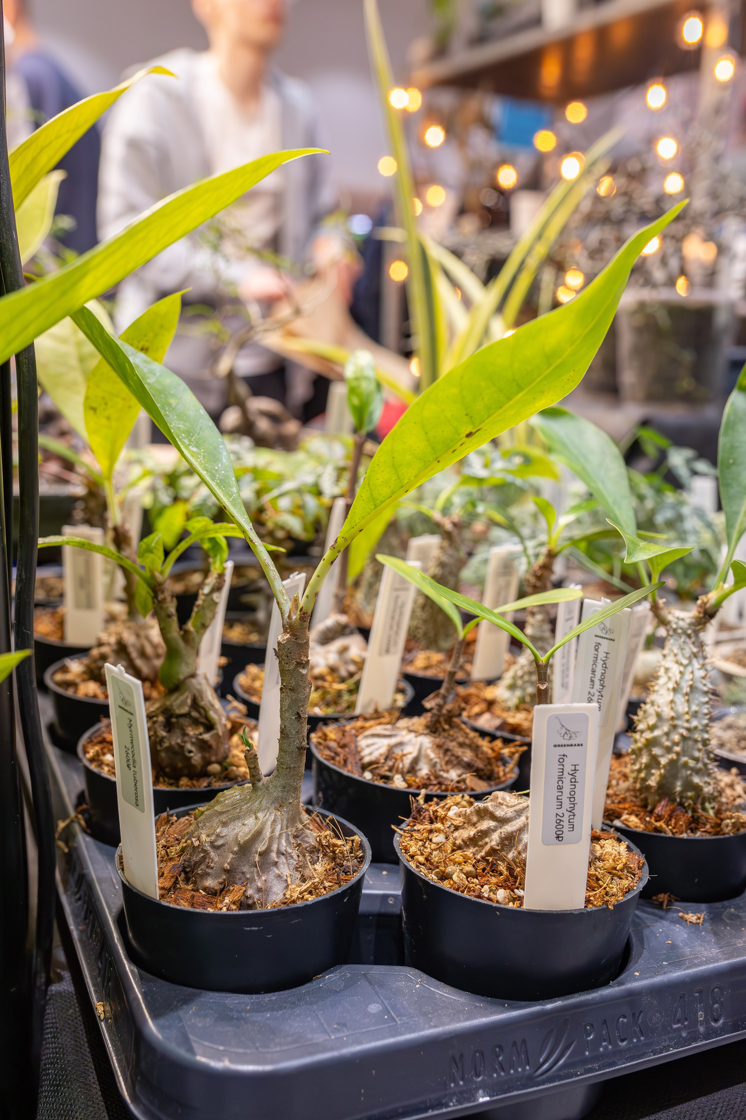 Орхидиум 12.2025. Александра Куликова фотограф, Москва