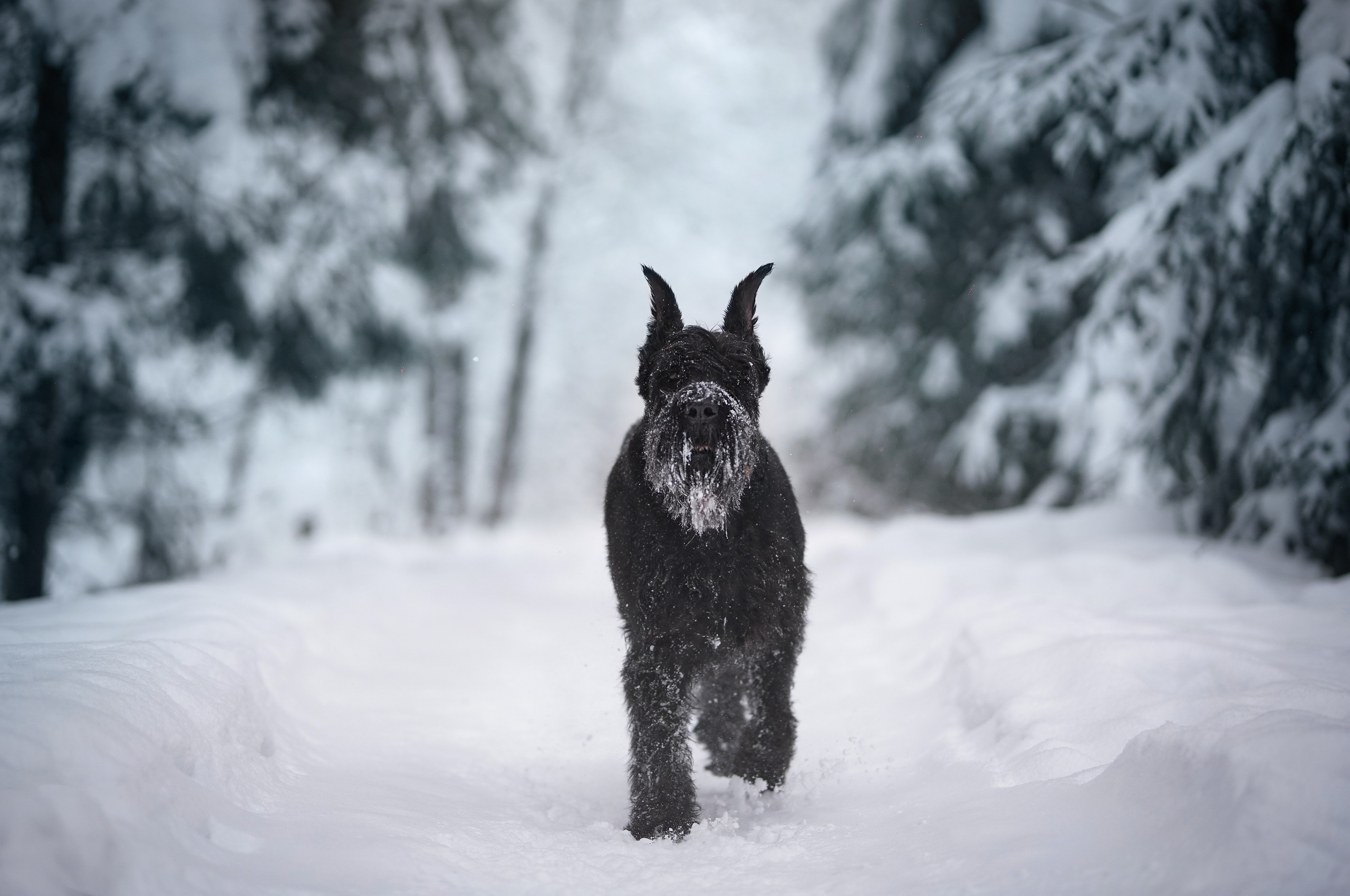 Оля Миша и шнауцеры. Фотограф-анималист в Санкт-Петербурге Яна Мартынова