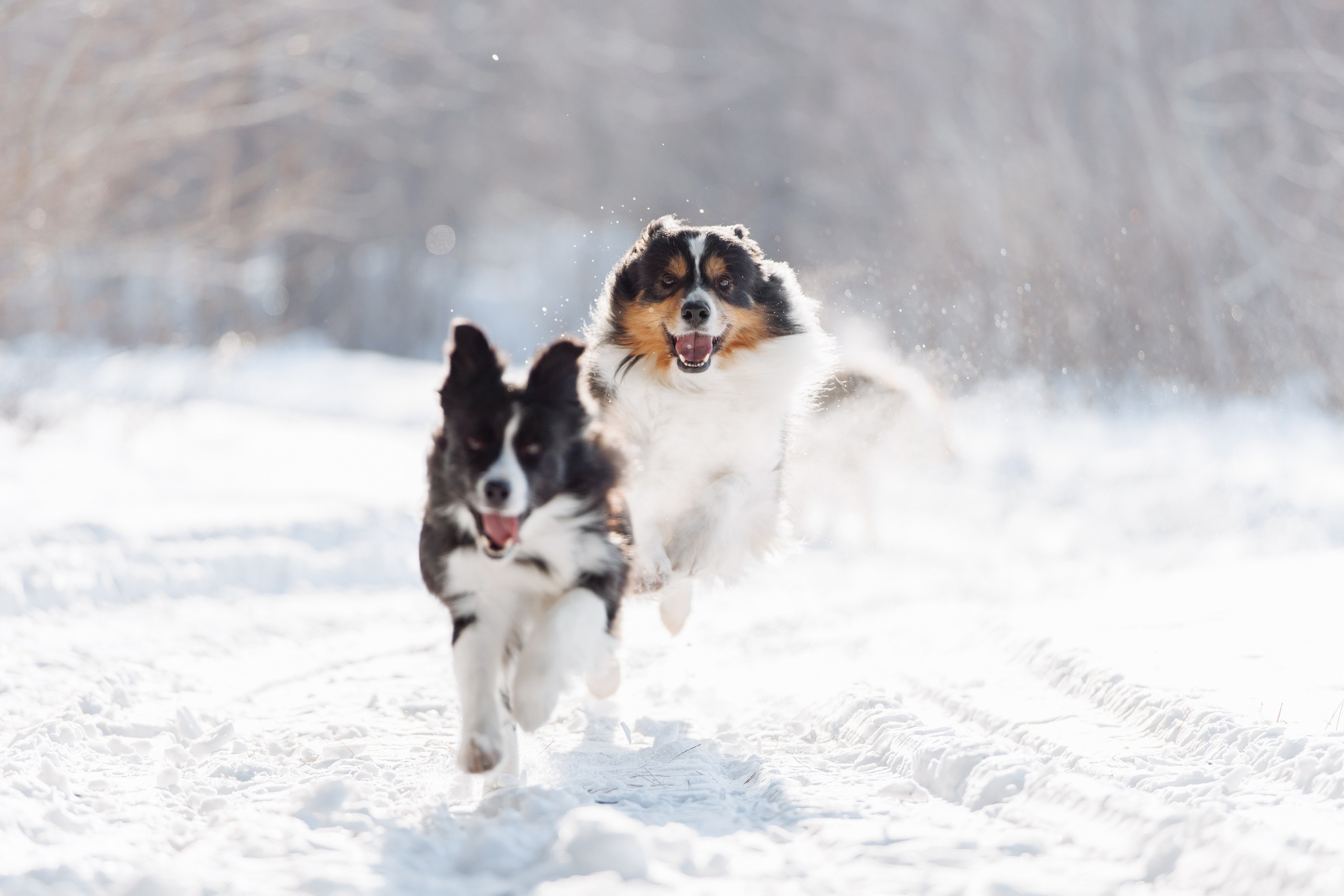 Яркий январь. О нас