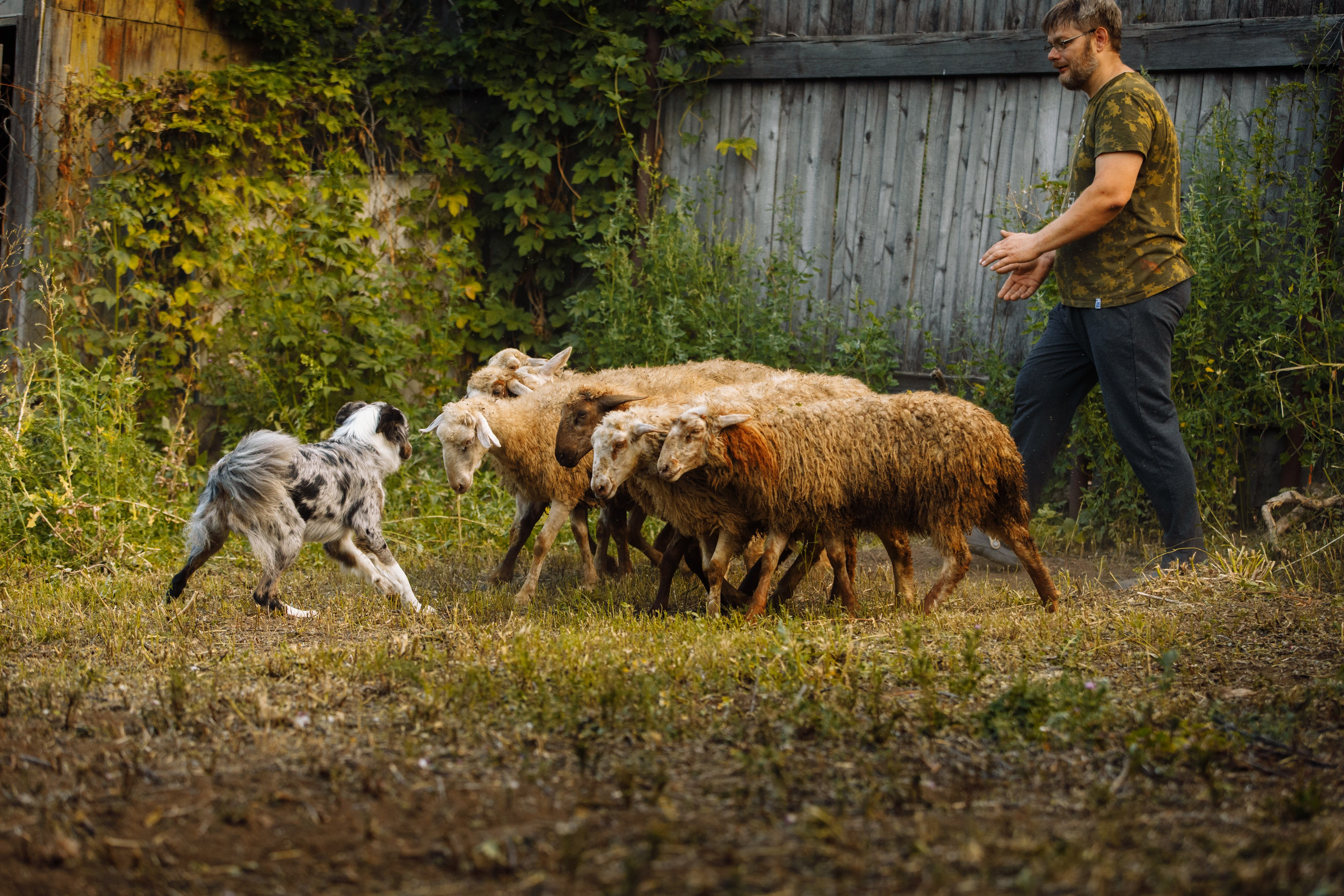 Овечий день. О нас