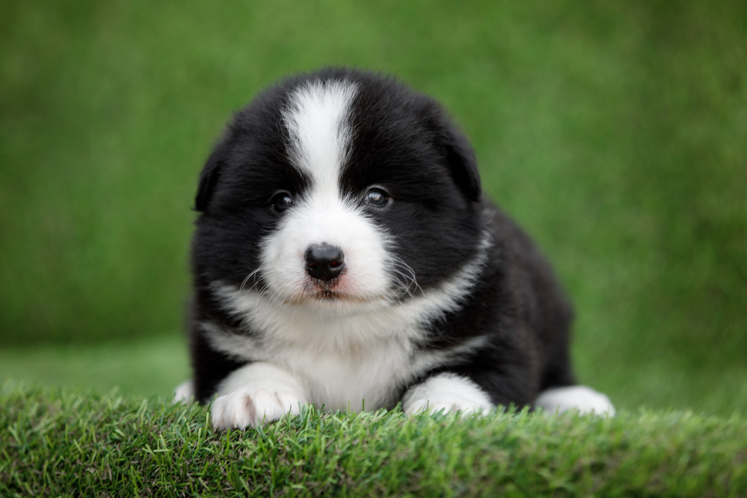 Смешарики. О нас