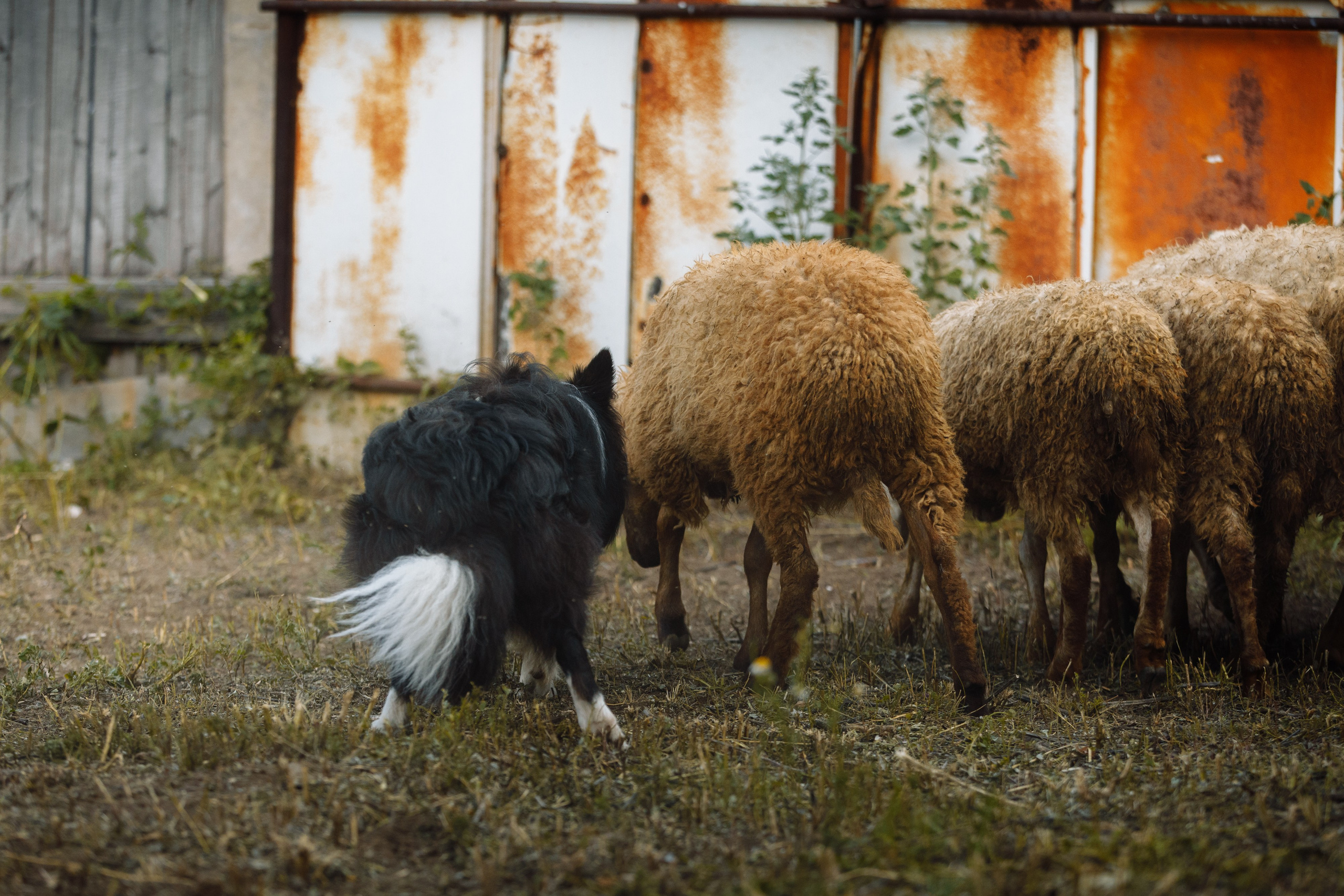 Овечий день. О нас
