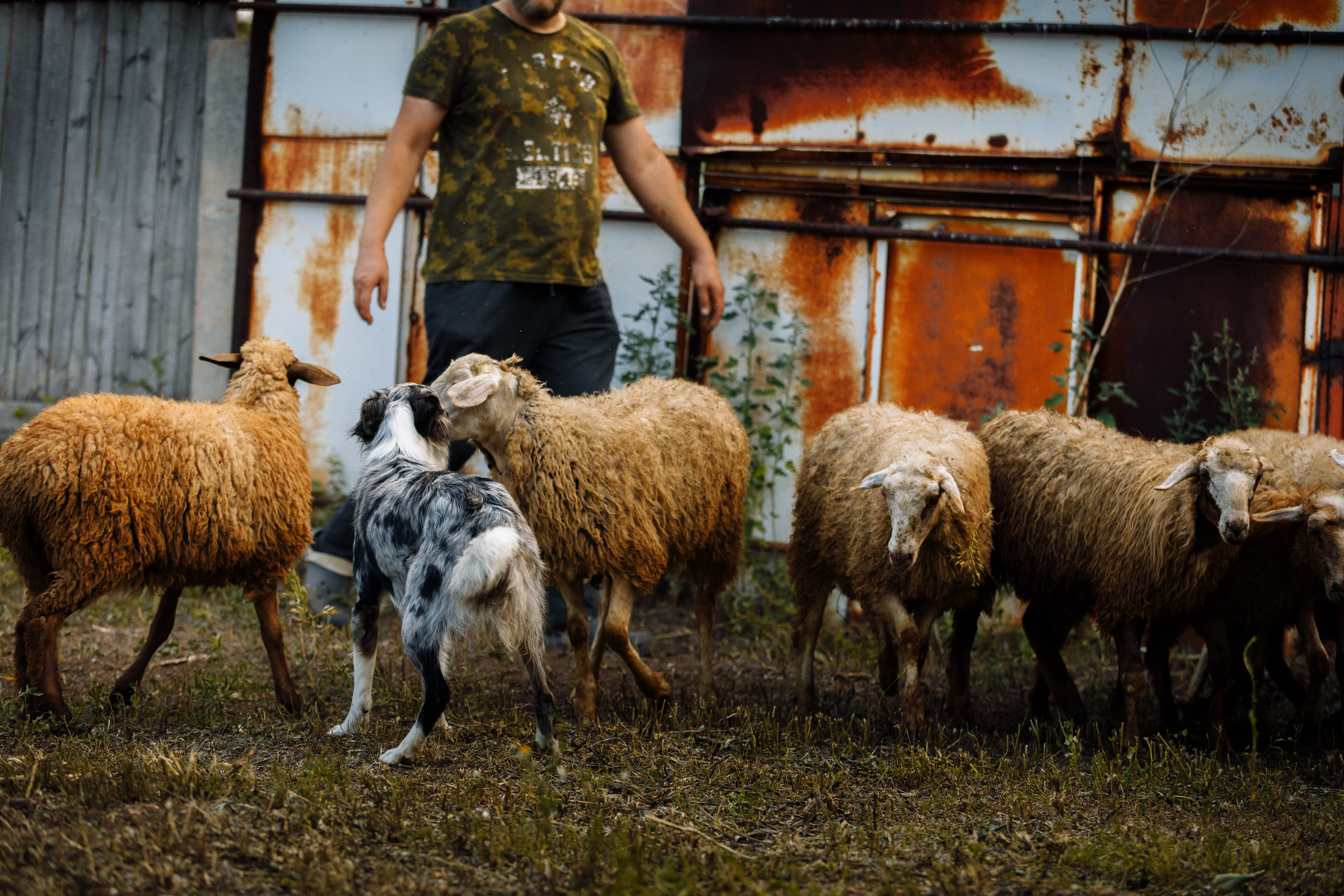 Овечий день. О нас