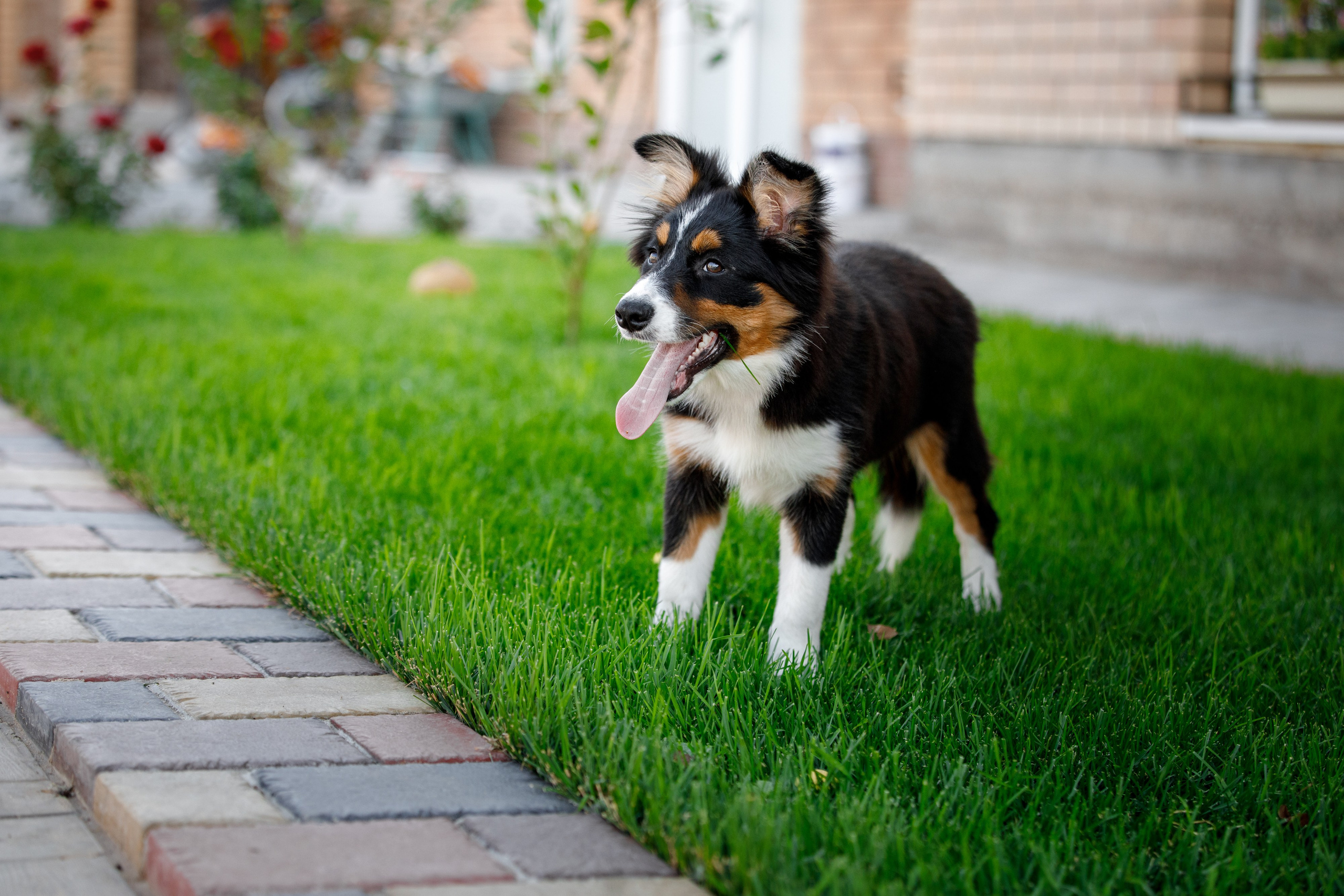 Смешарики. О нас