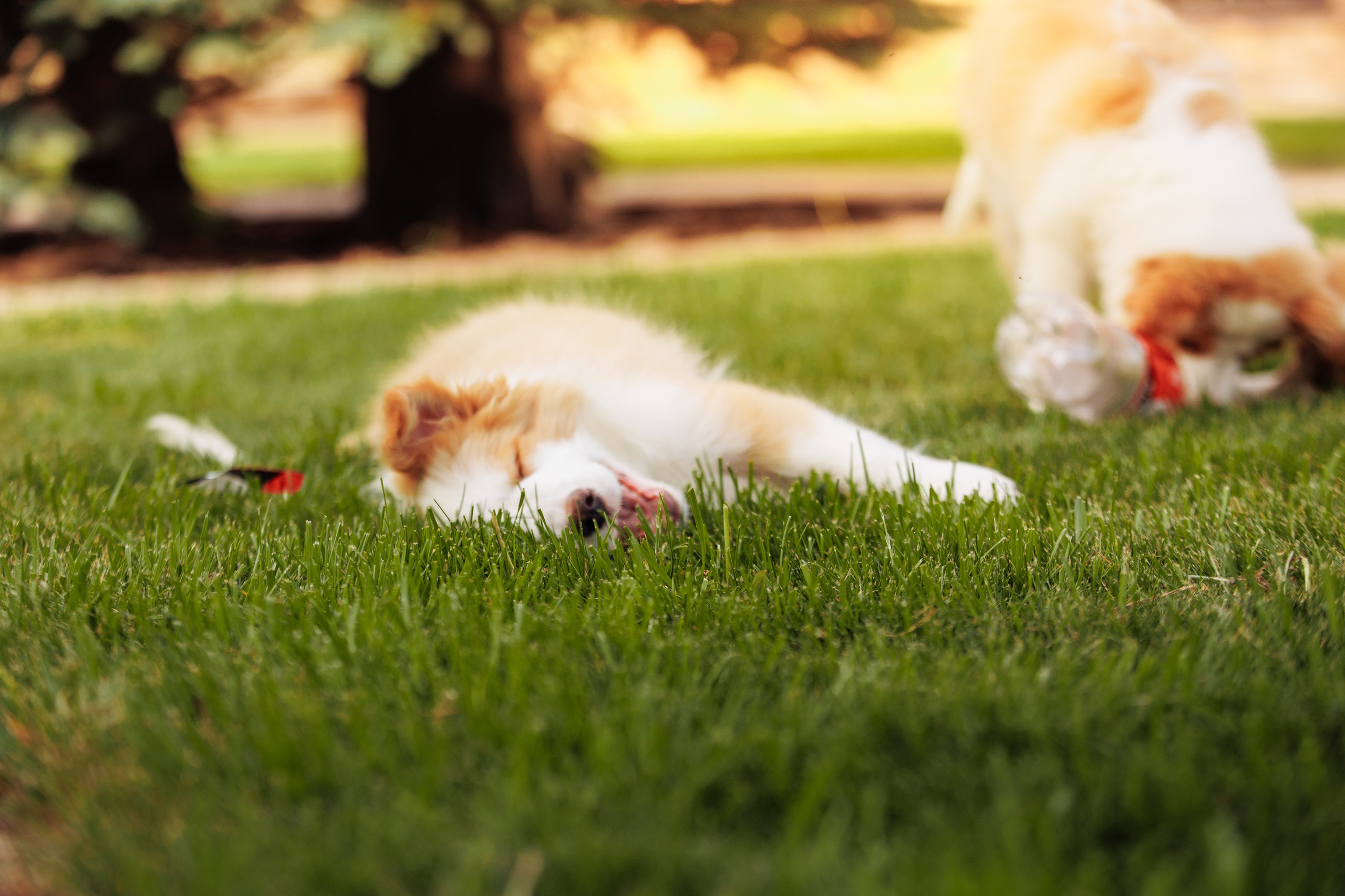 СОлнечные. О нас