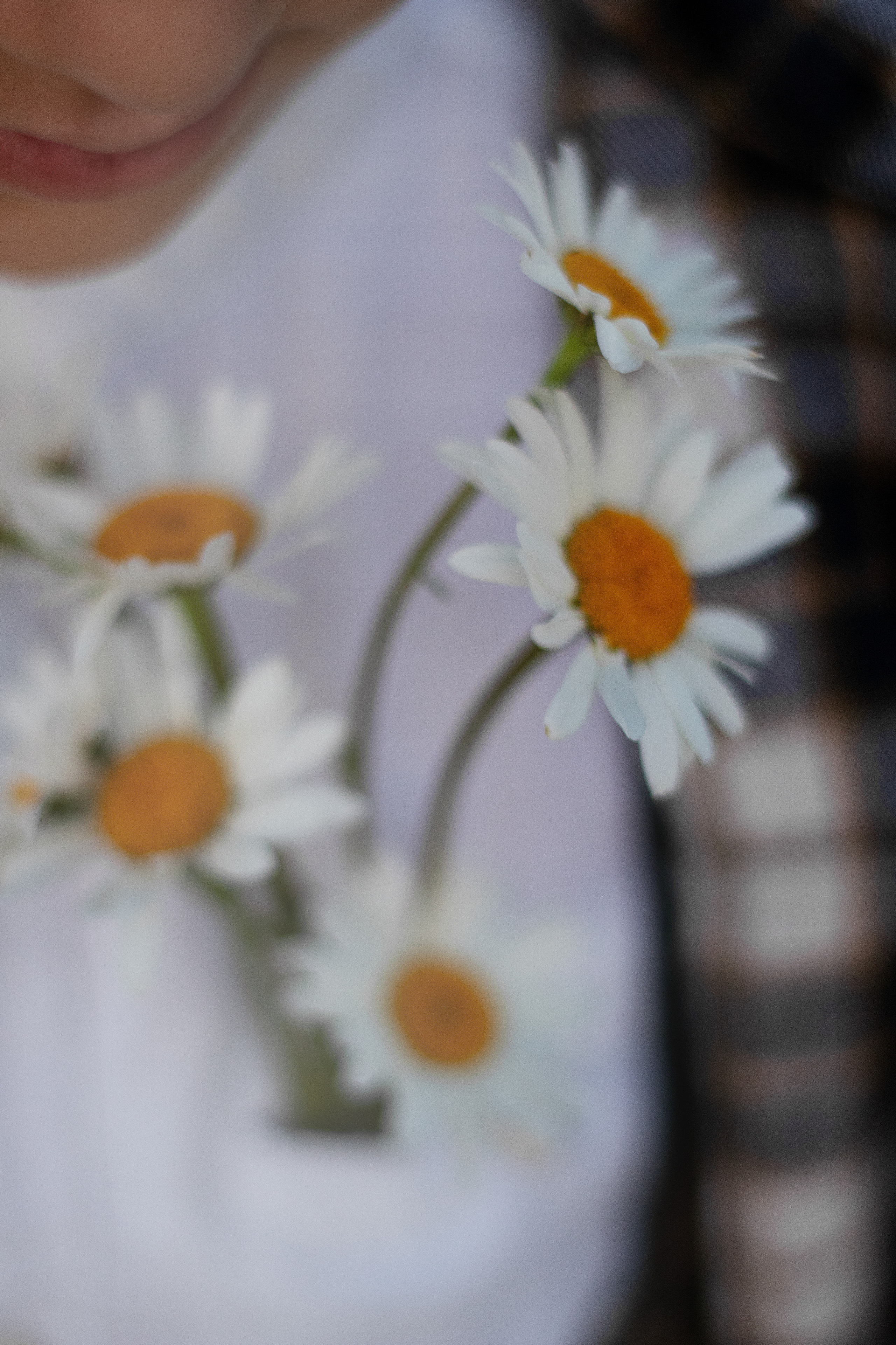 Ромашки. Контент-фотограф в Калининграде (Москве) Наталья Кеворкова