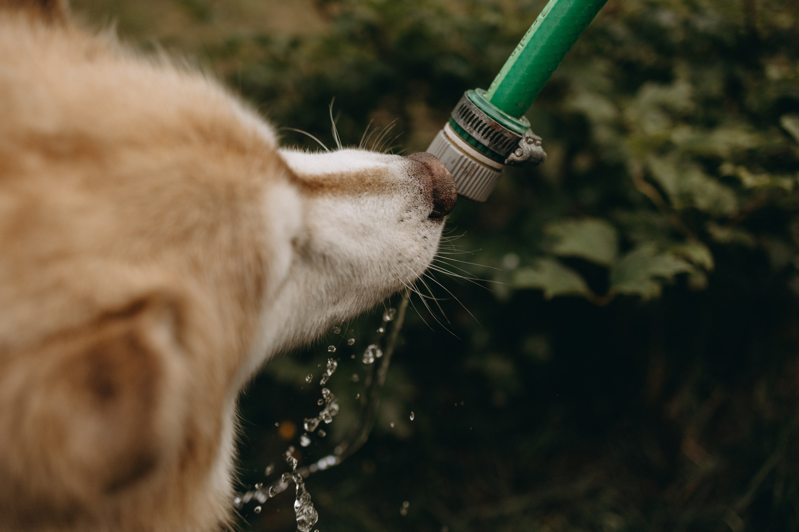 Дом у реки. Фотограф — Анималист | Санкт-Петербург