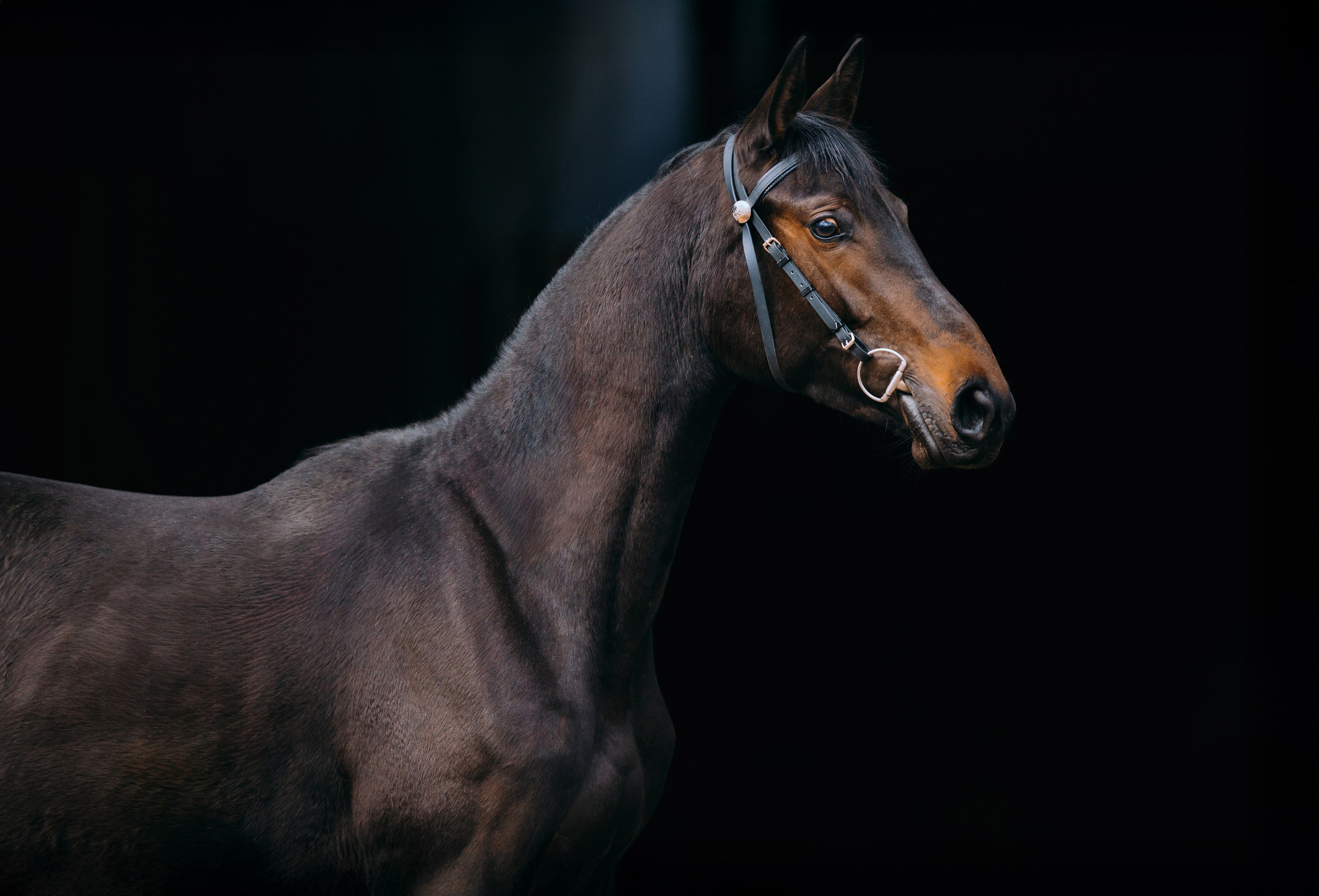 На черном фоне. Фотограф-анималист Ксендзова Кристина