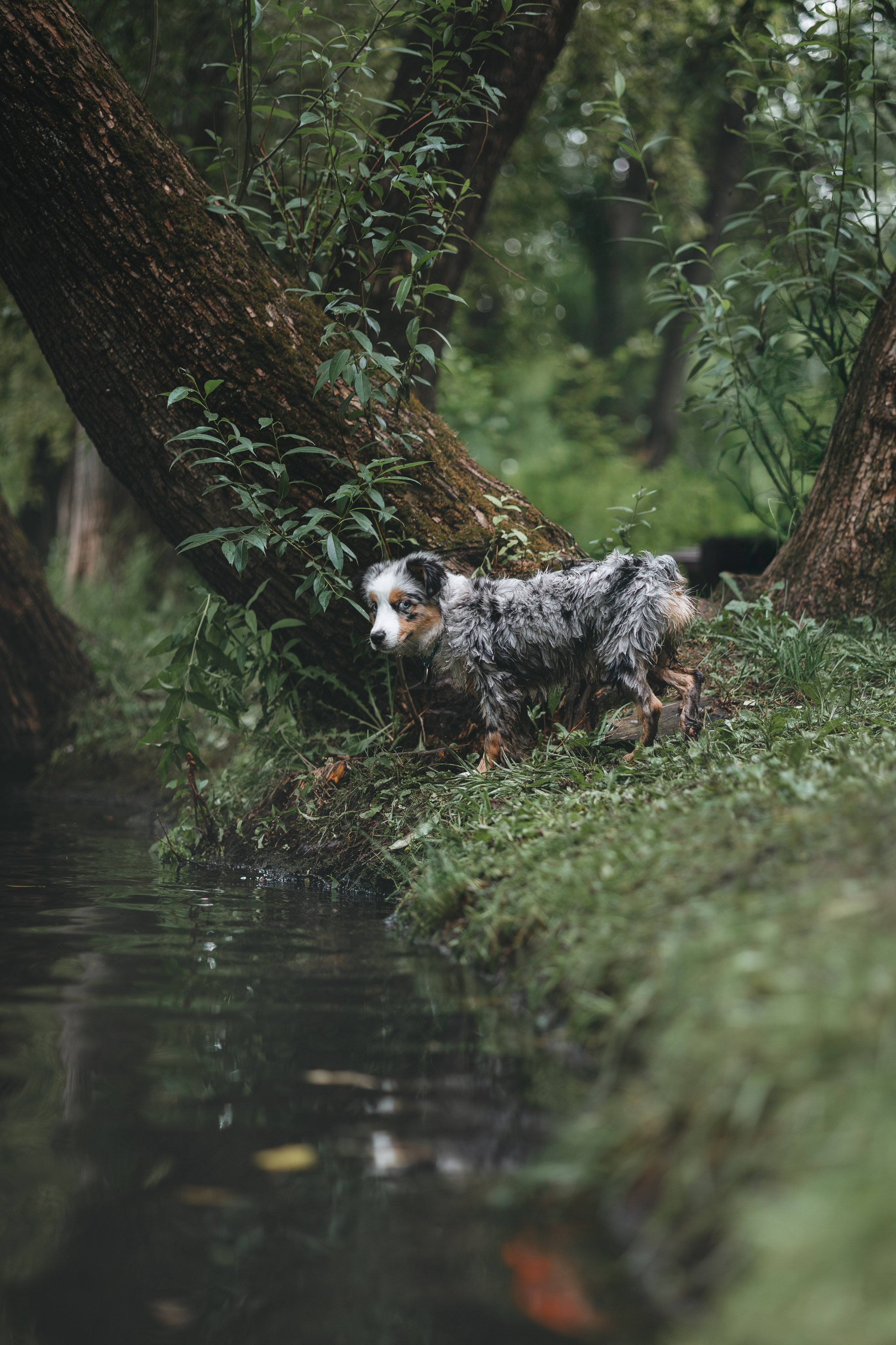 Щенок Австралийской овчарки. Фотограф Анималист в Москве Анастасия Жучкова