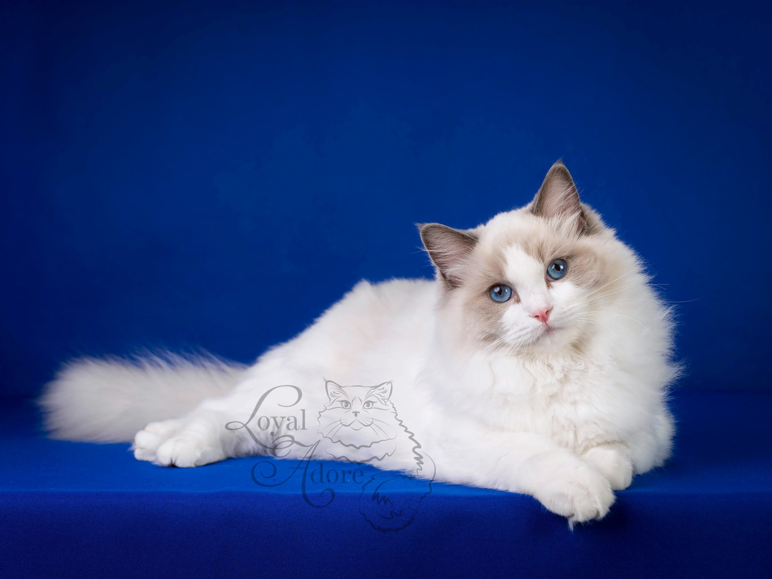 Кошки производители Loyal Adore. Питомник рэгдолл Loyal Adore