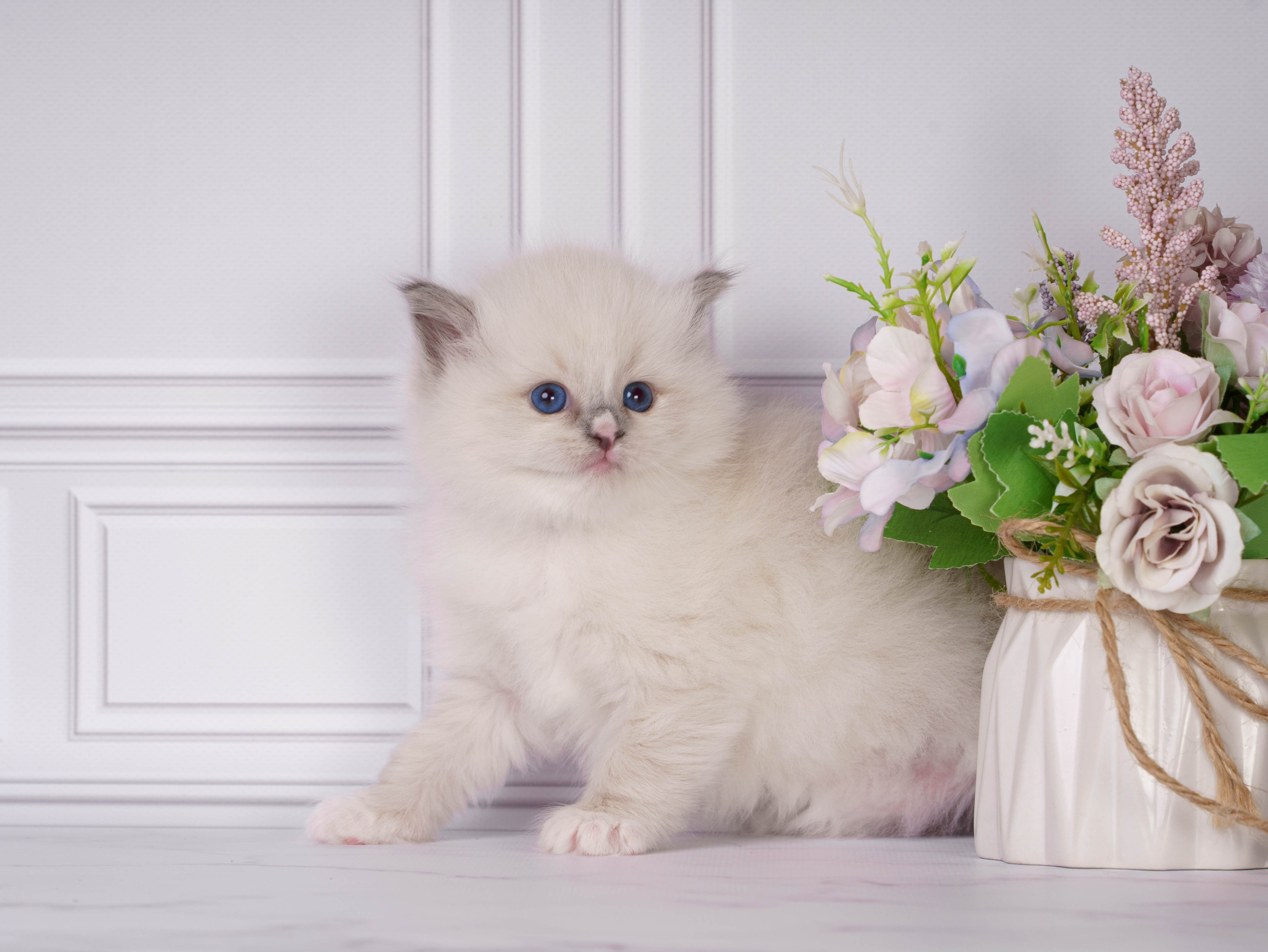 Котята рэгдолл от Loyal Adore. Питомник рэгдолл Loyal Adore