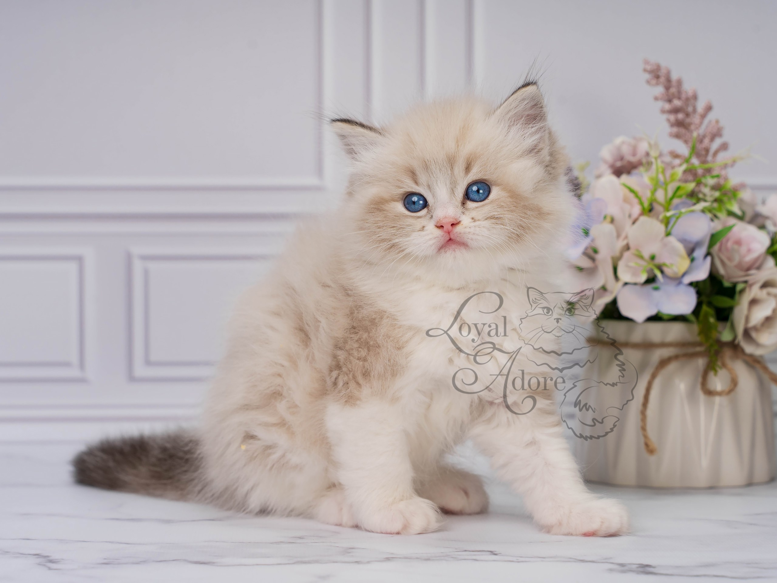 Котята рэгдолл от Loyal Adore. Питомник рэгдолл Loyal Adore