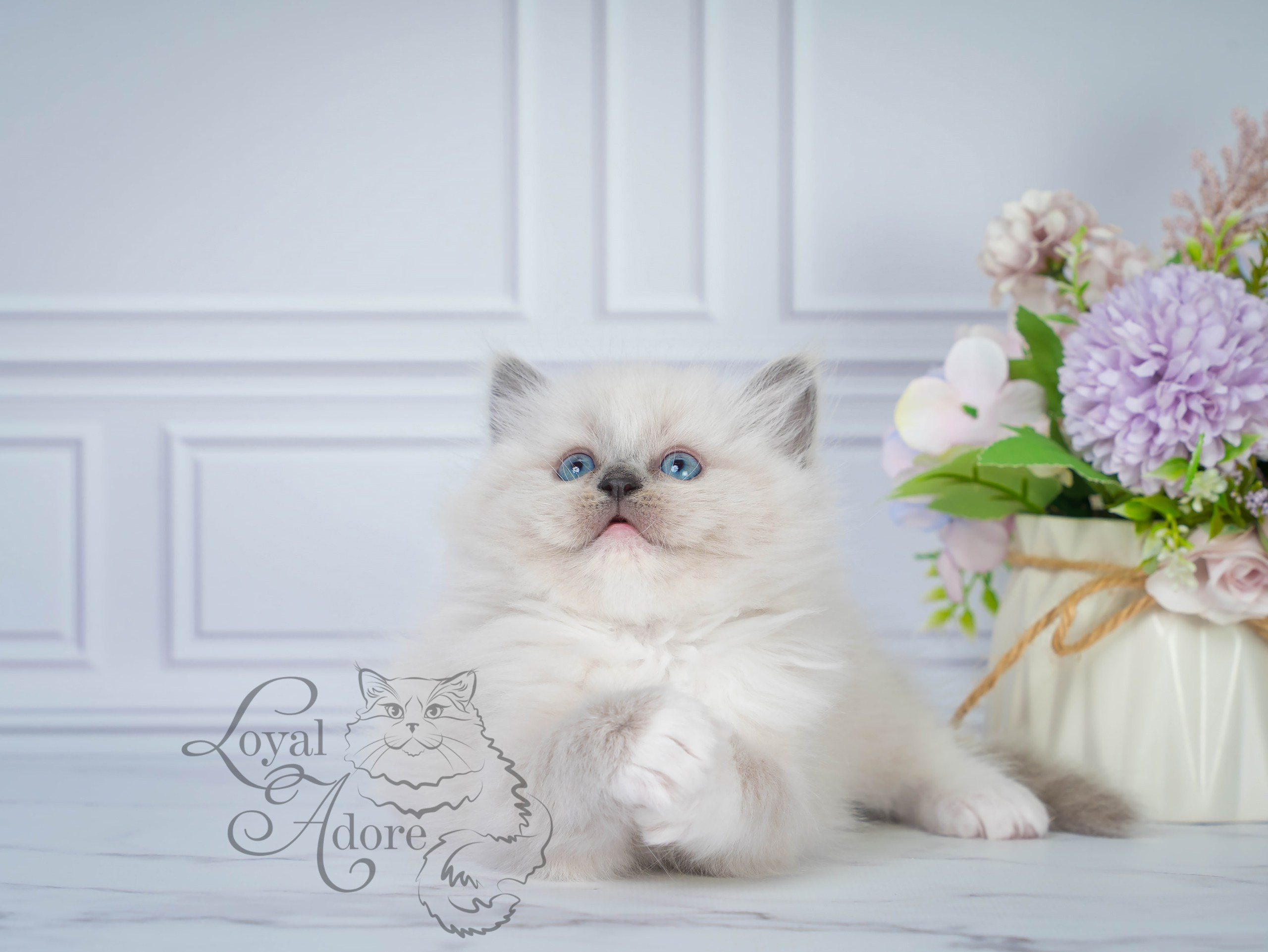 Котята рэгдолл от Loyal Adore. Питомник рэгдолл Loyal Adore