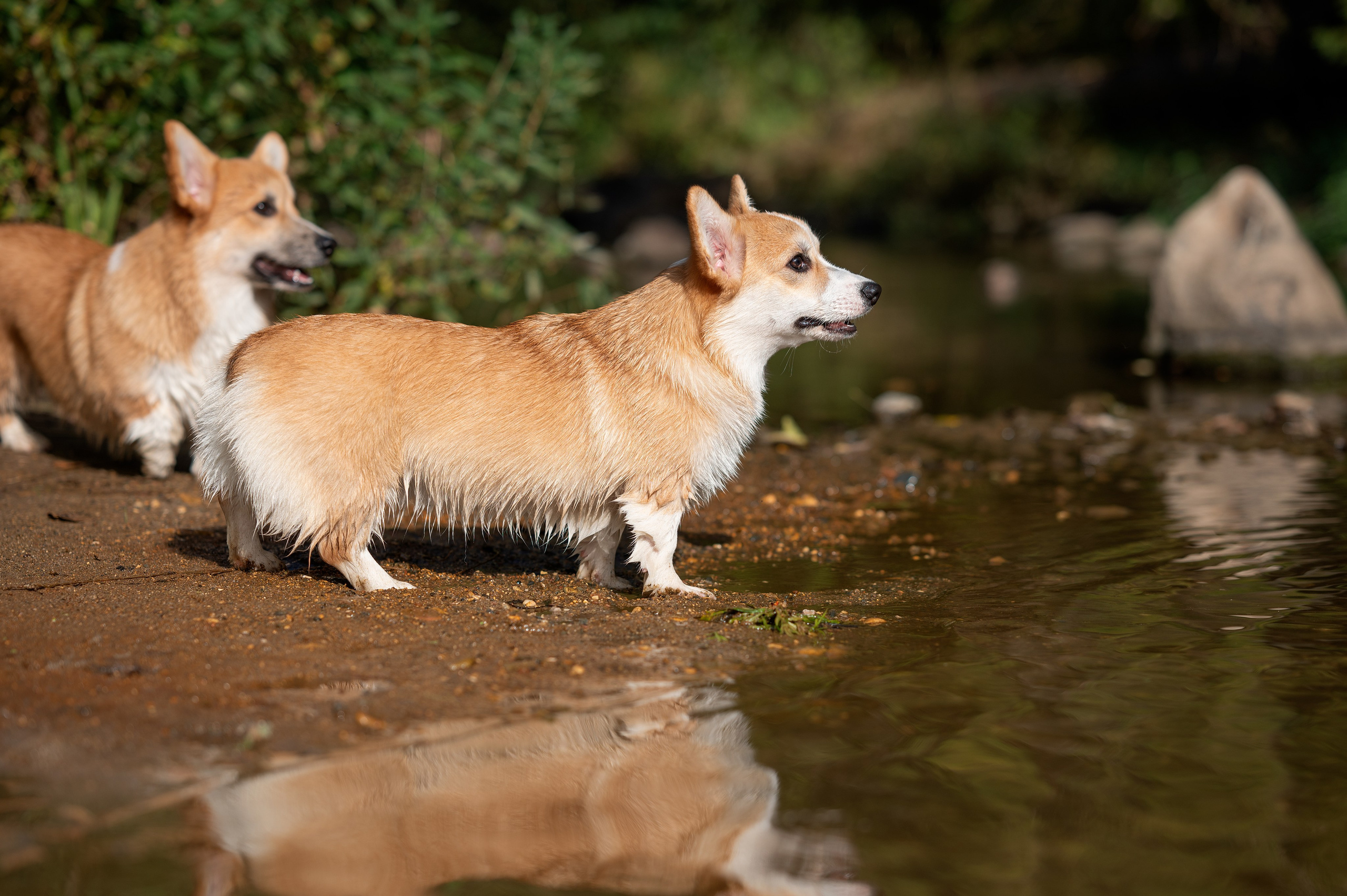 Заводчик Ольга Кушкина. Творческий фотограф Вологда
