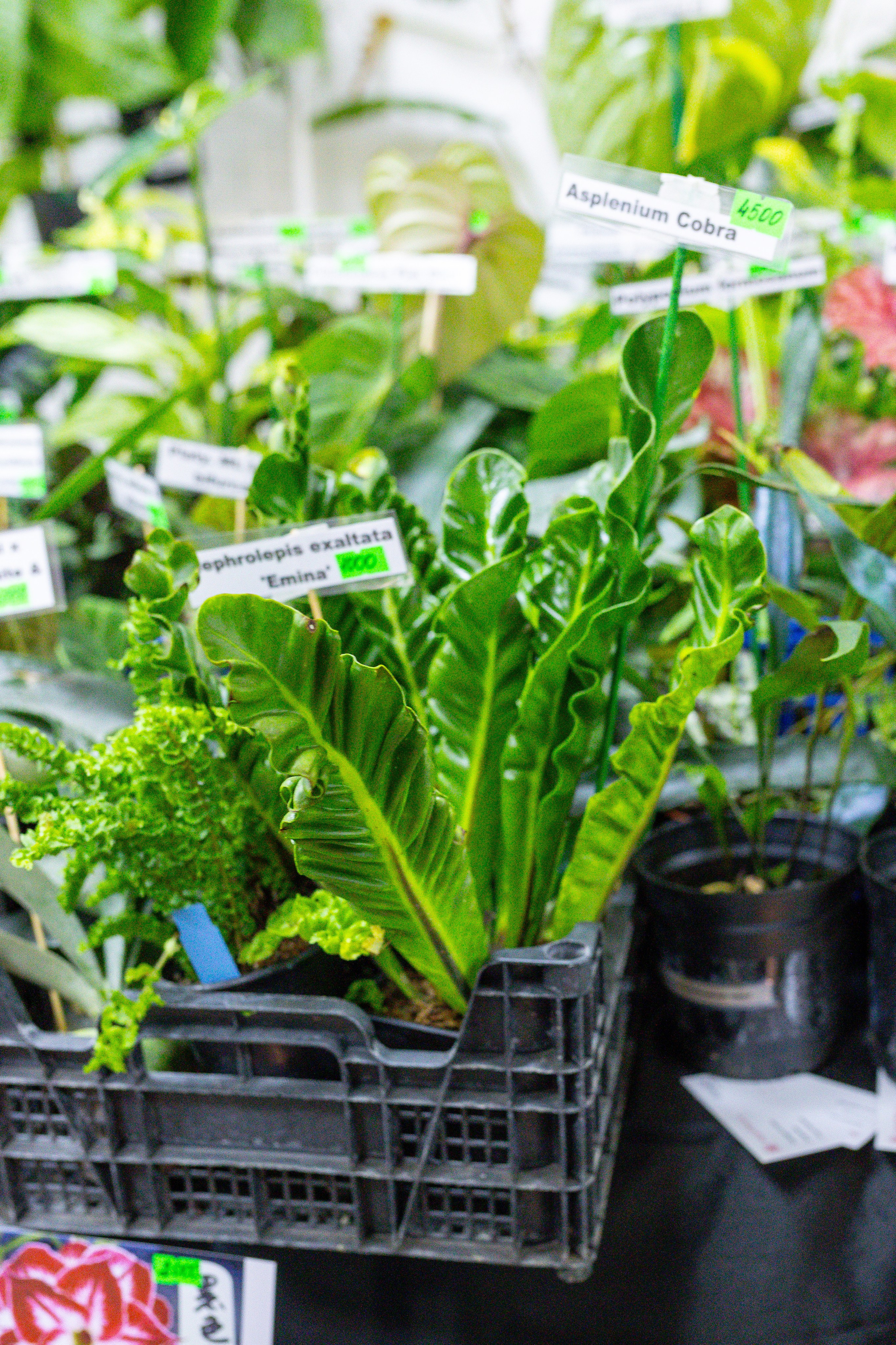 Монстериум 11–12 октября. Александра Куликова фотограф, Москва