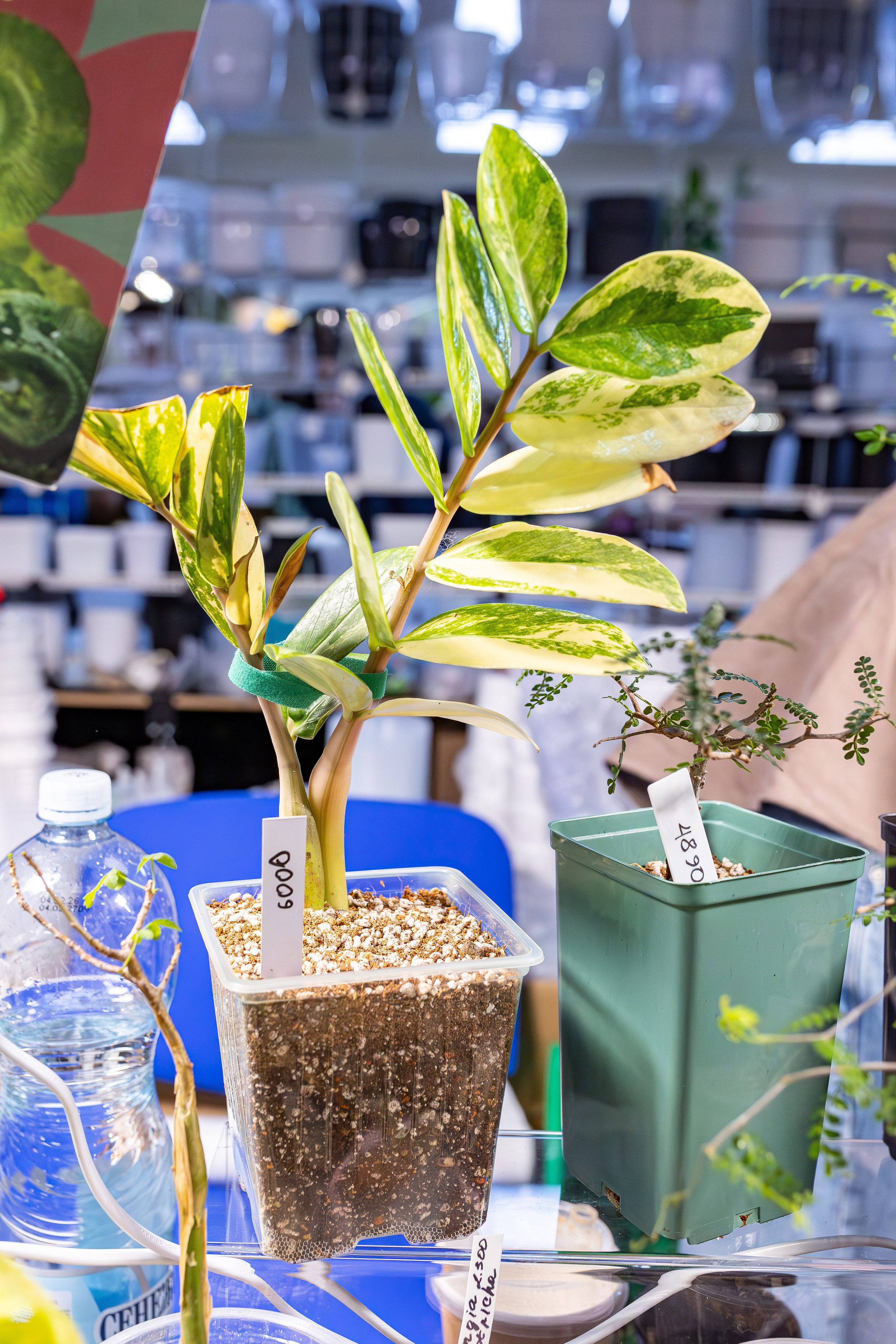 Монстериум апрель 2026. Александра Куликова фотограф, Москва